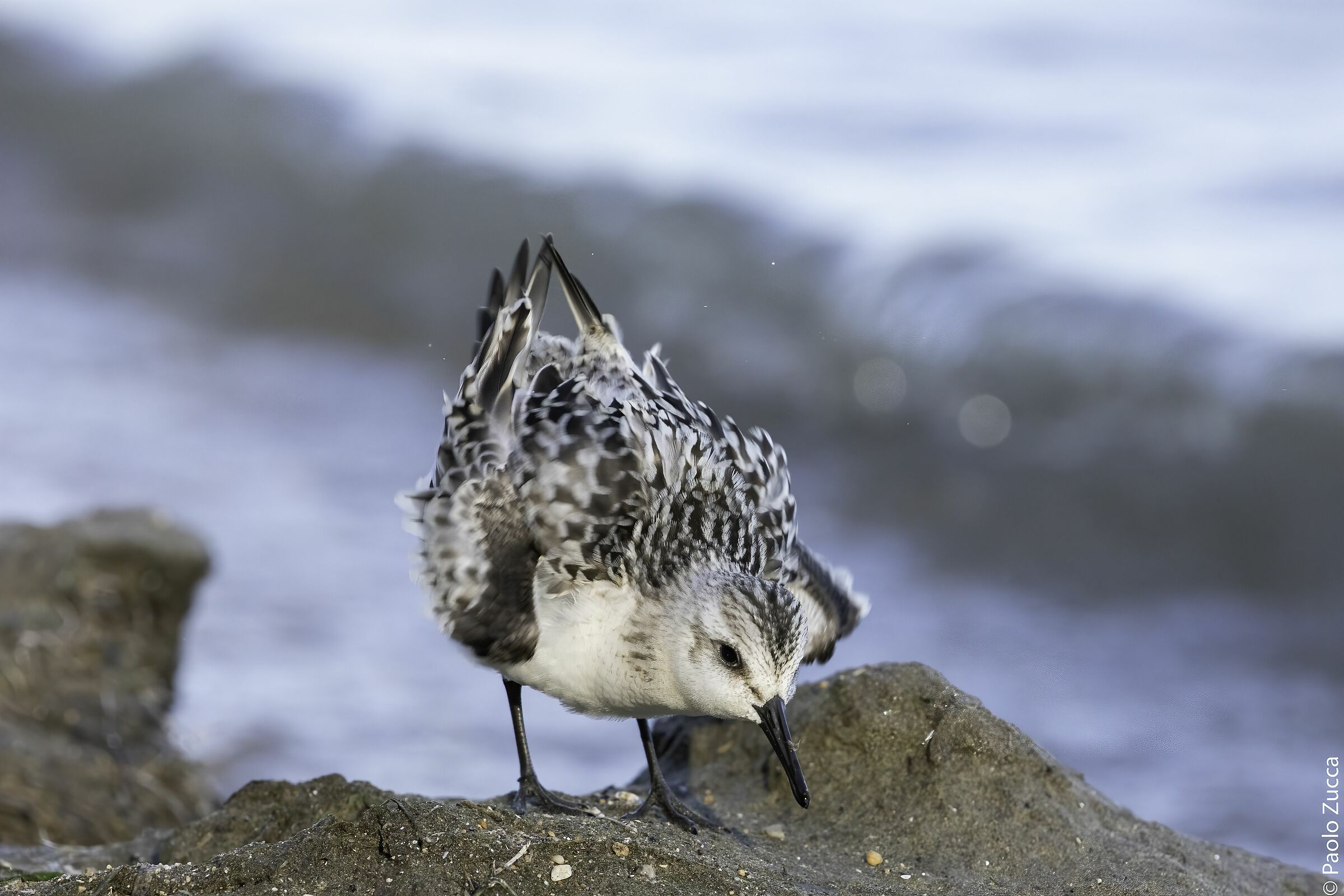 Shrugs from tridactic piovanelli
