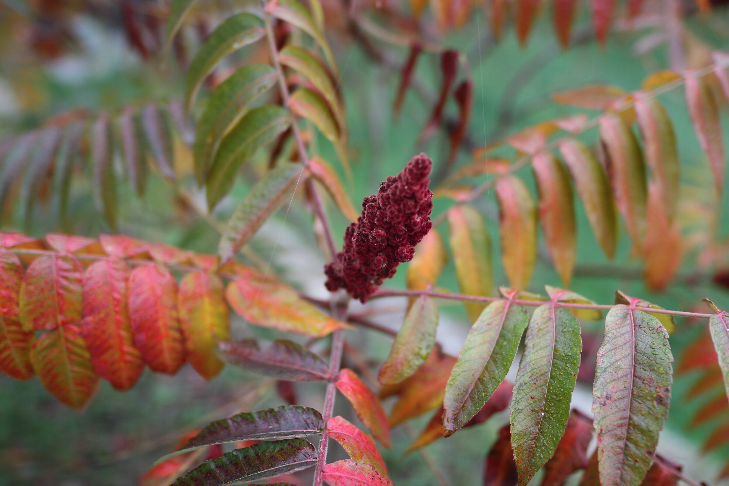Fiore rosso del sumac staghorn