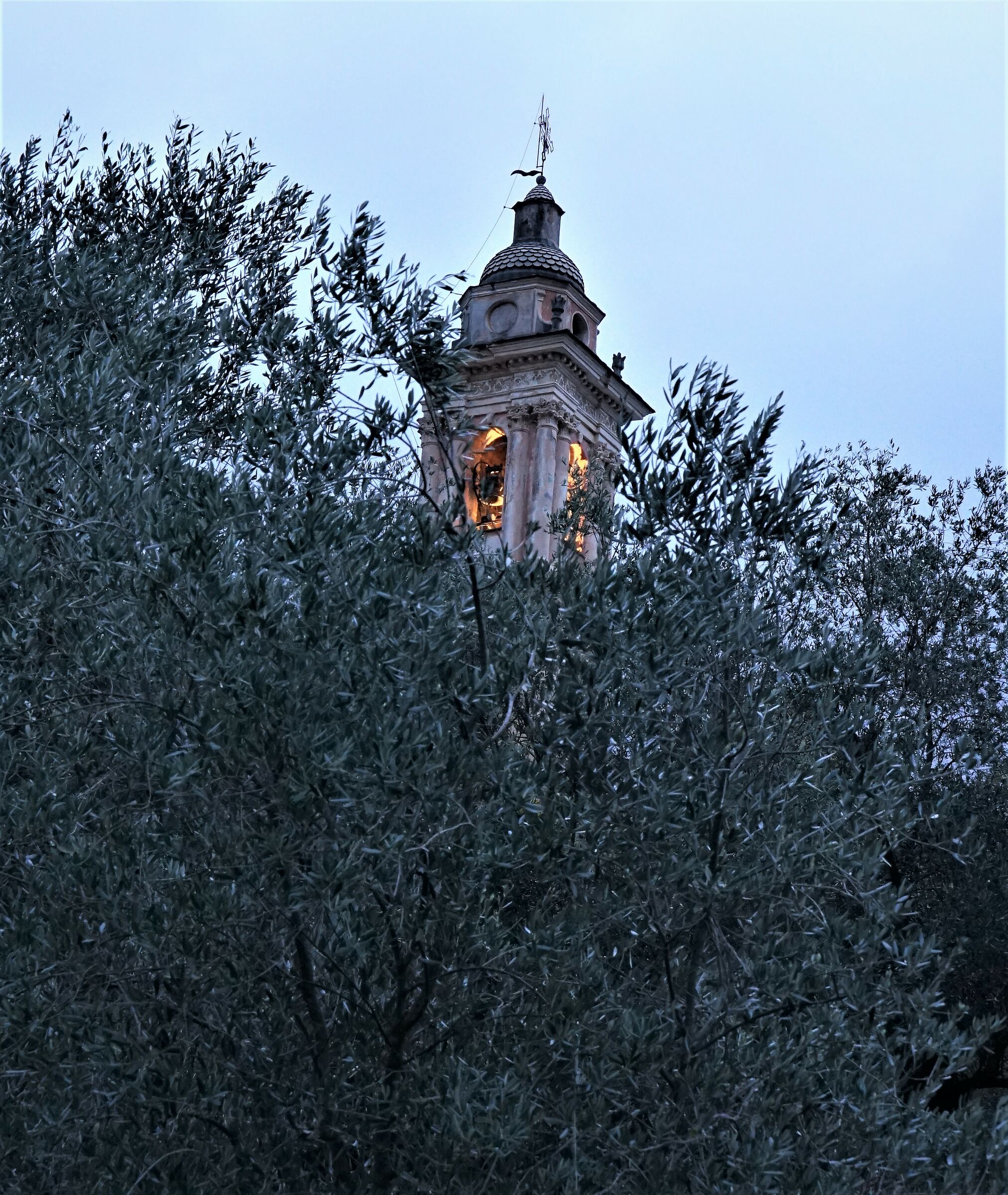 among the olive trees