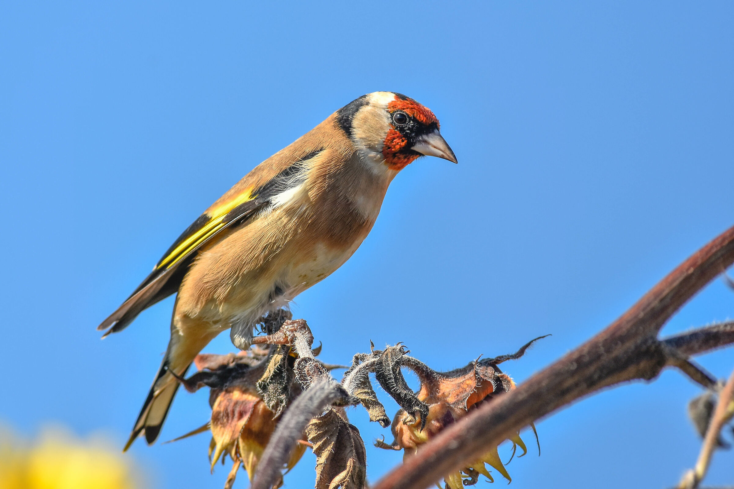 Cardellino