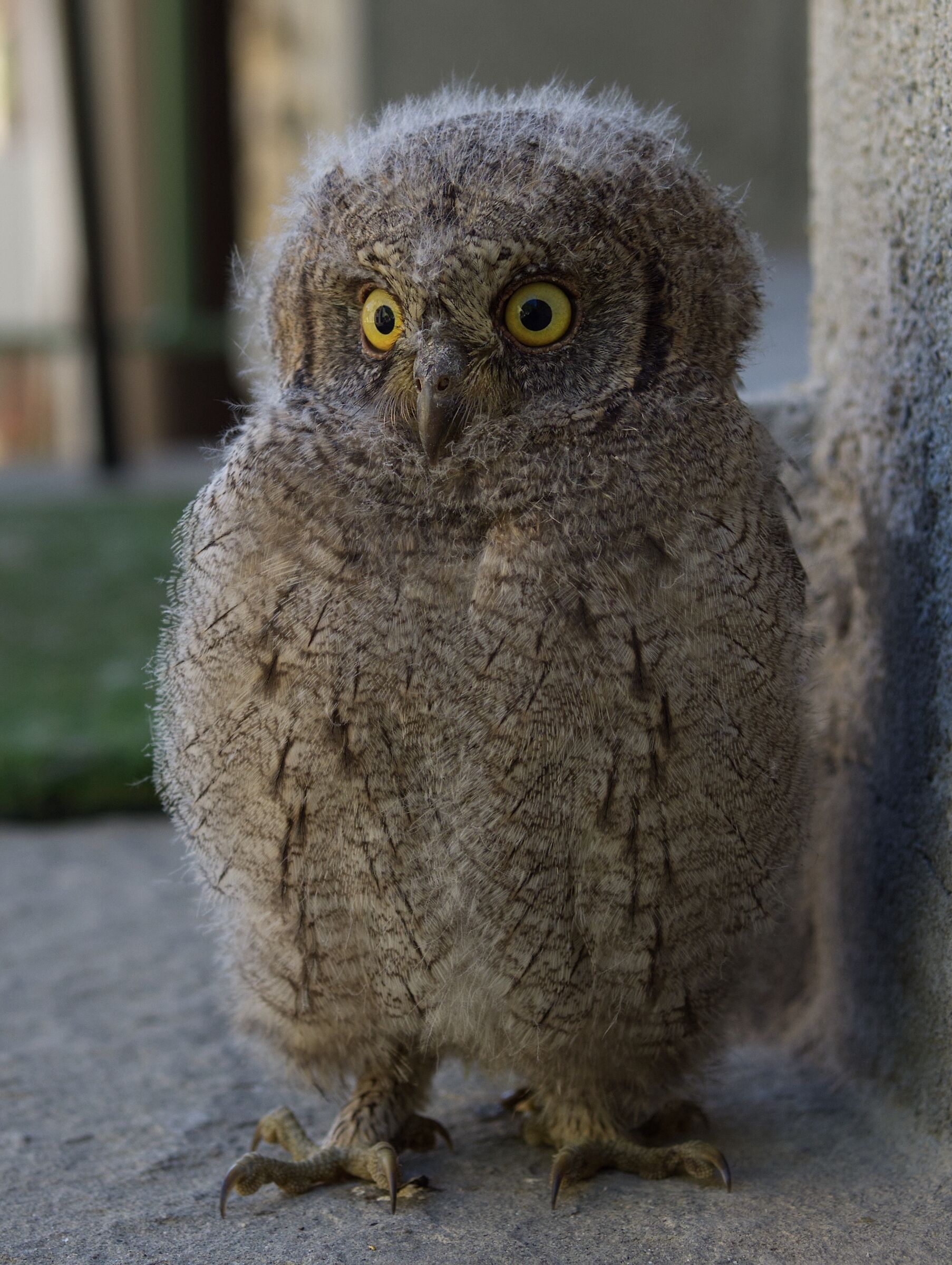 Il piccolo Assiolo che si era perso