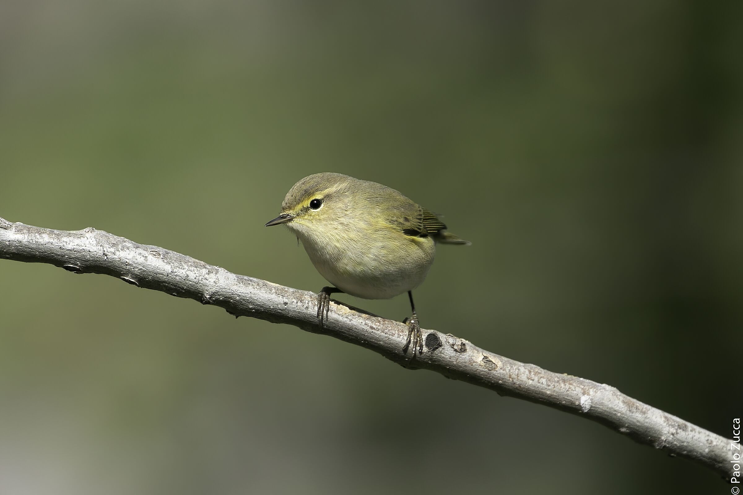 The curious look of the little Luì