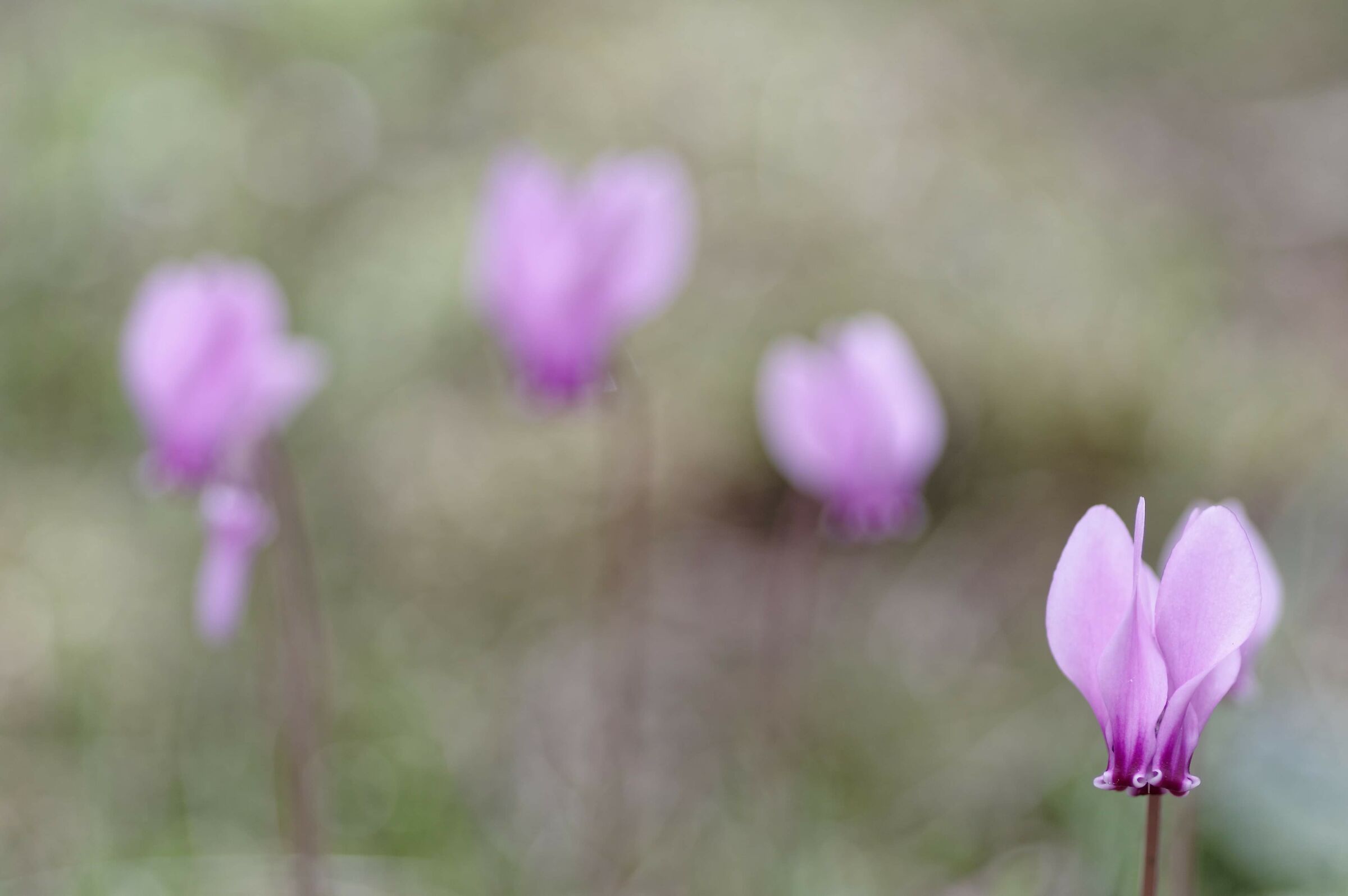 Rizzani Park (Udine)