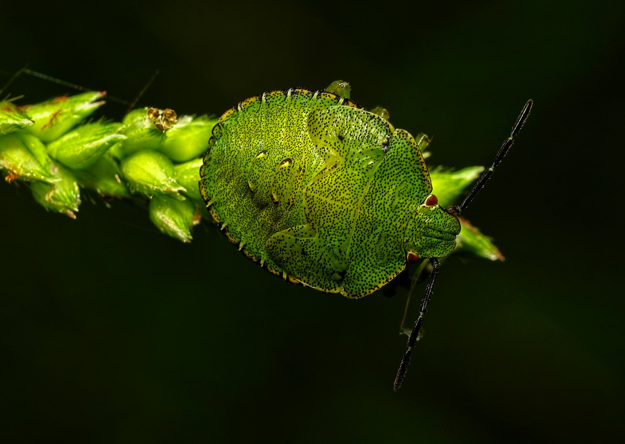 Pentatomidae