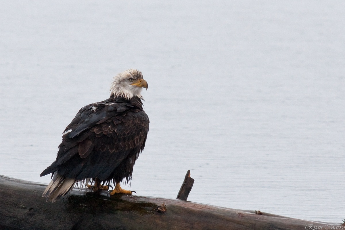 Eagle su un registro