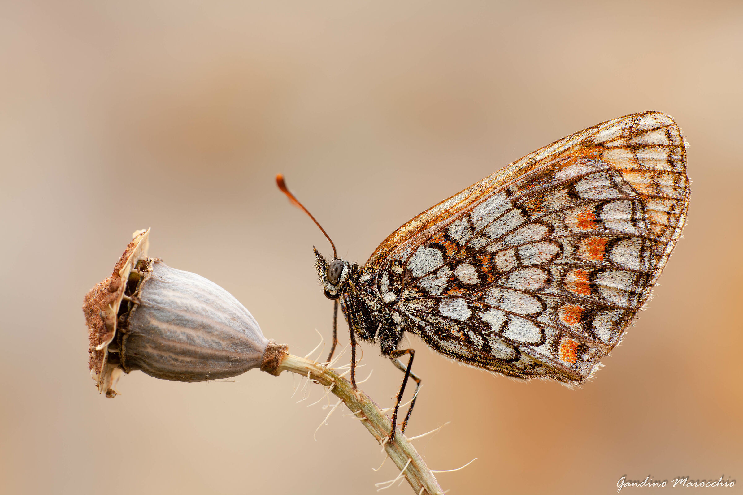 Melitaea Varia
