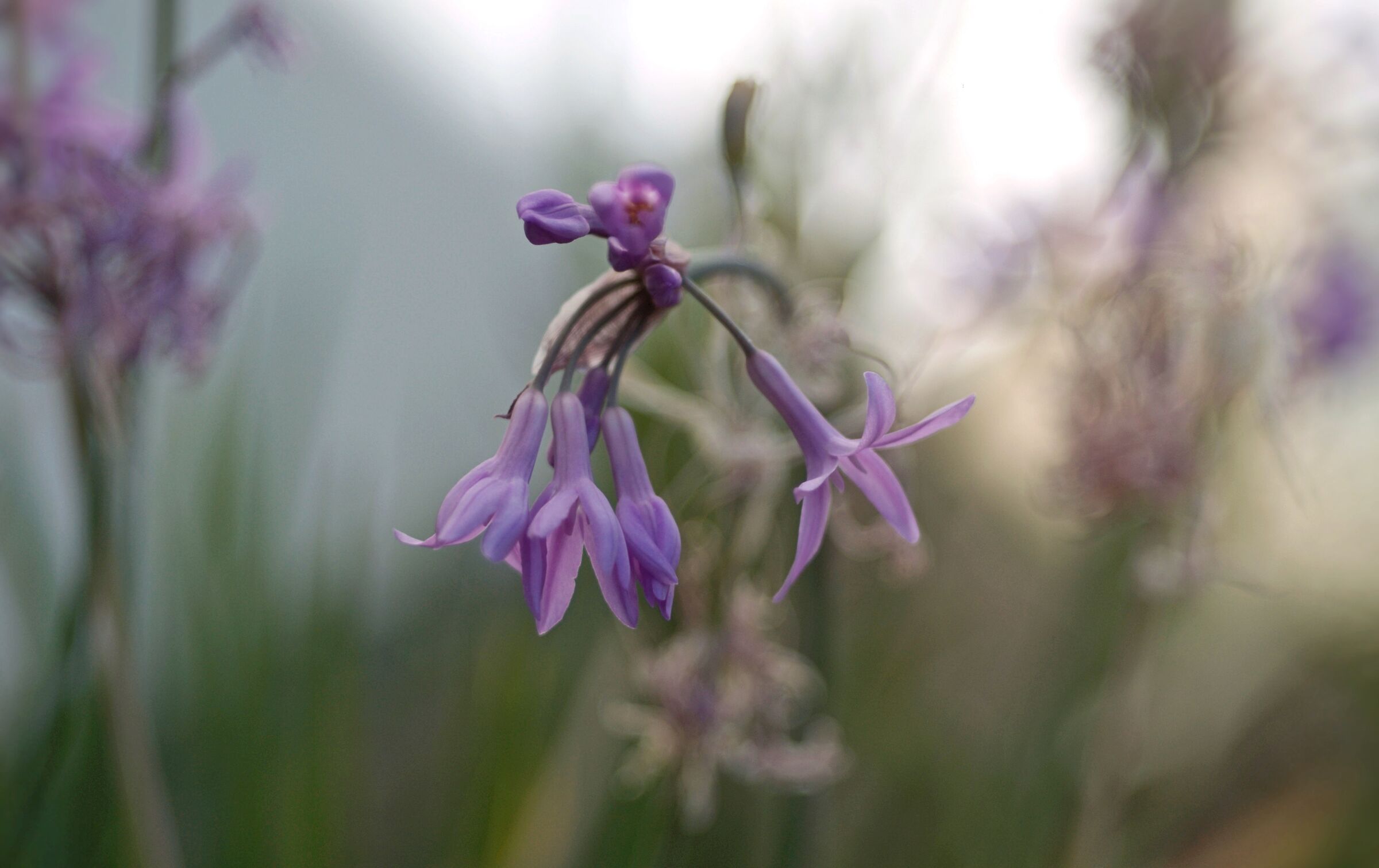 Tulbaghia Violacea