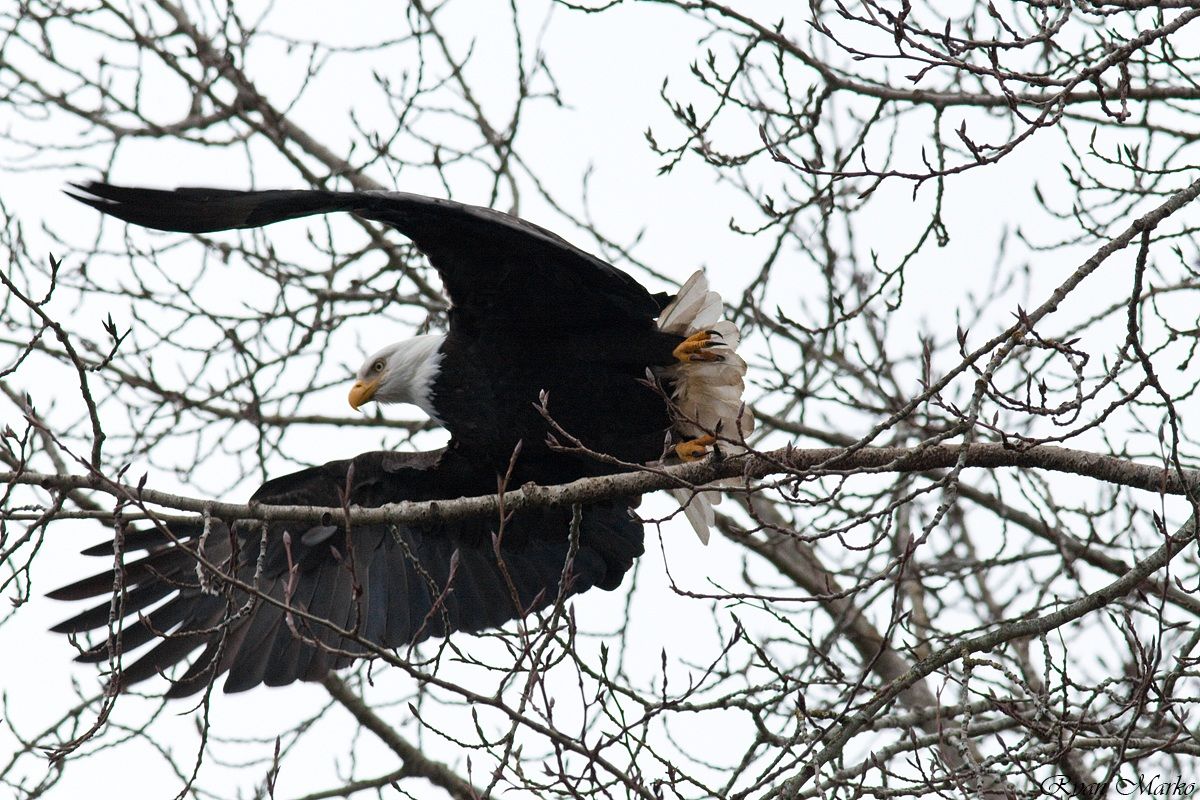 Eagle flying off tree branch