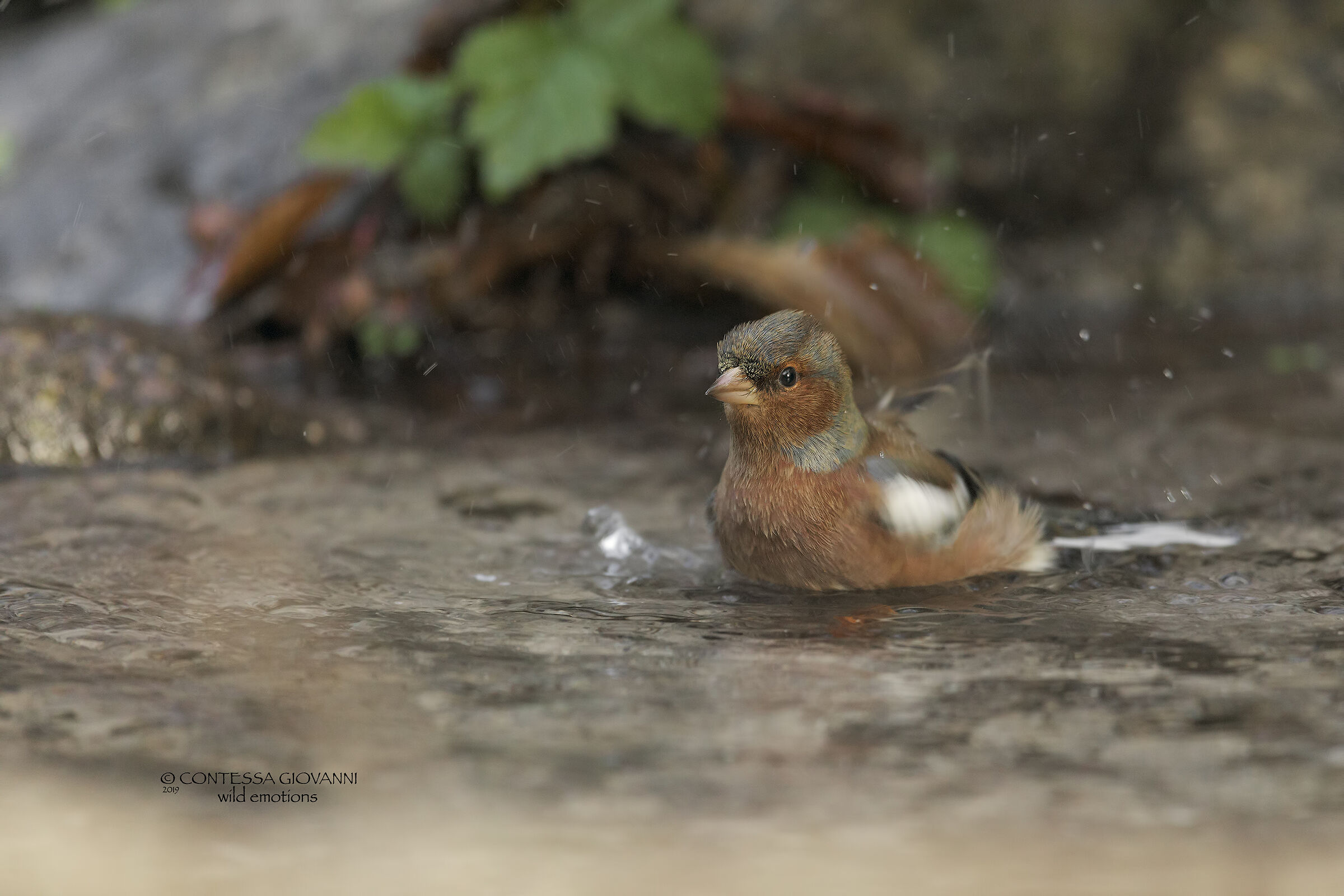 Chaffinch