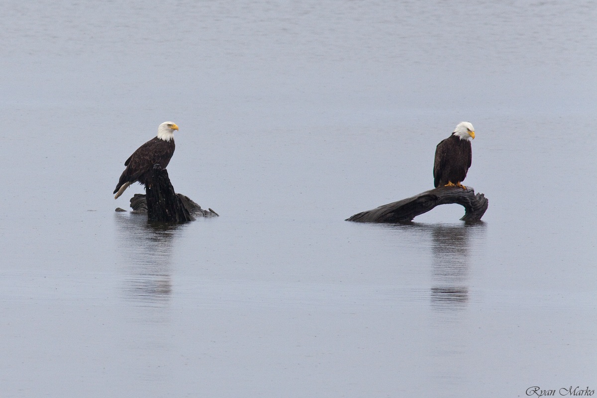 Two eagles