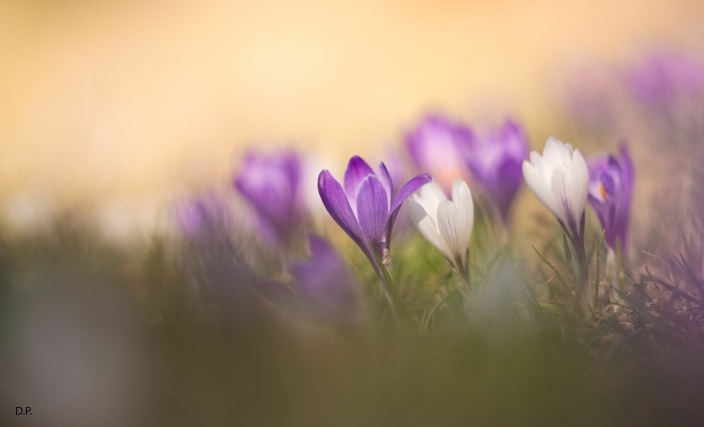 Crocus
