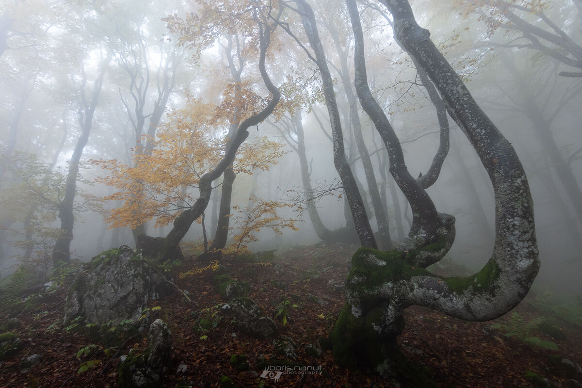 SILENT HILL, CALIFORNIA