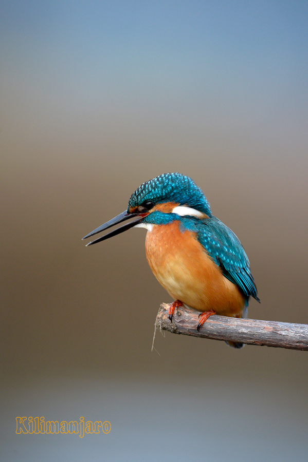 Martin pescatore (Alcedo Atthis)