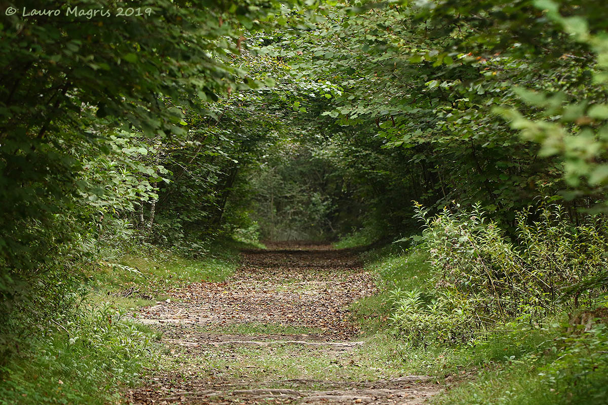 Vegetation tunnel