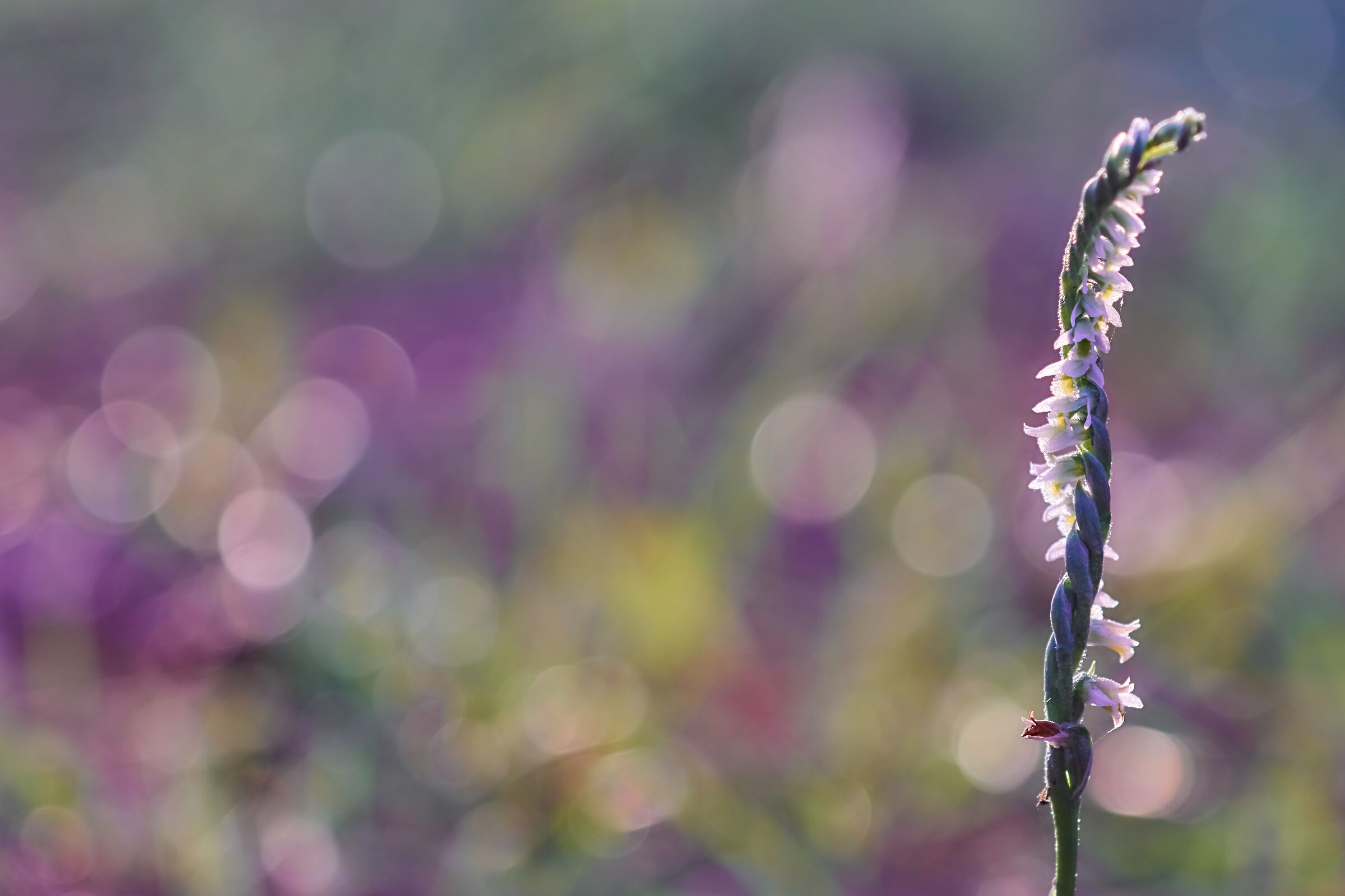 Una spirale di luci e colori
