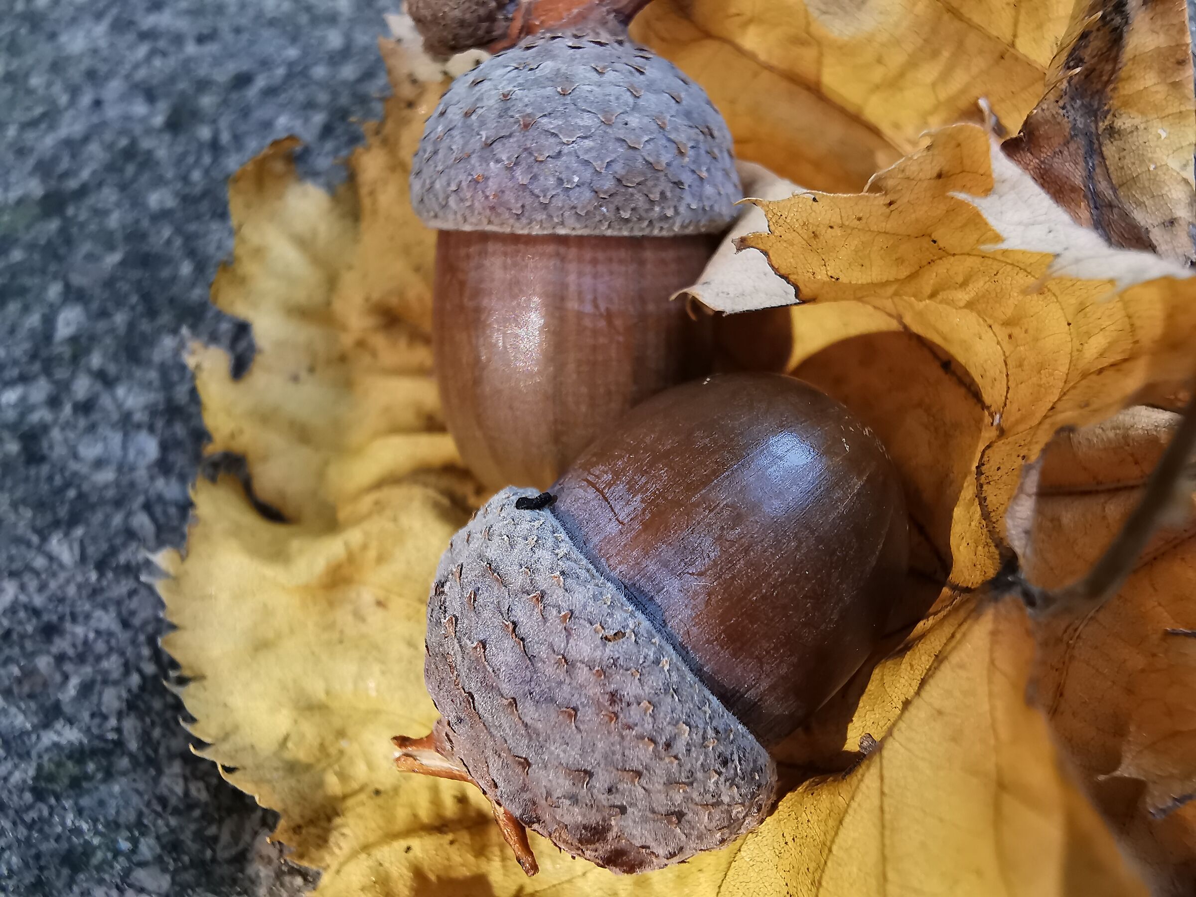 autumn its colors