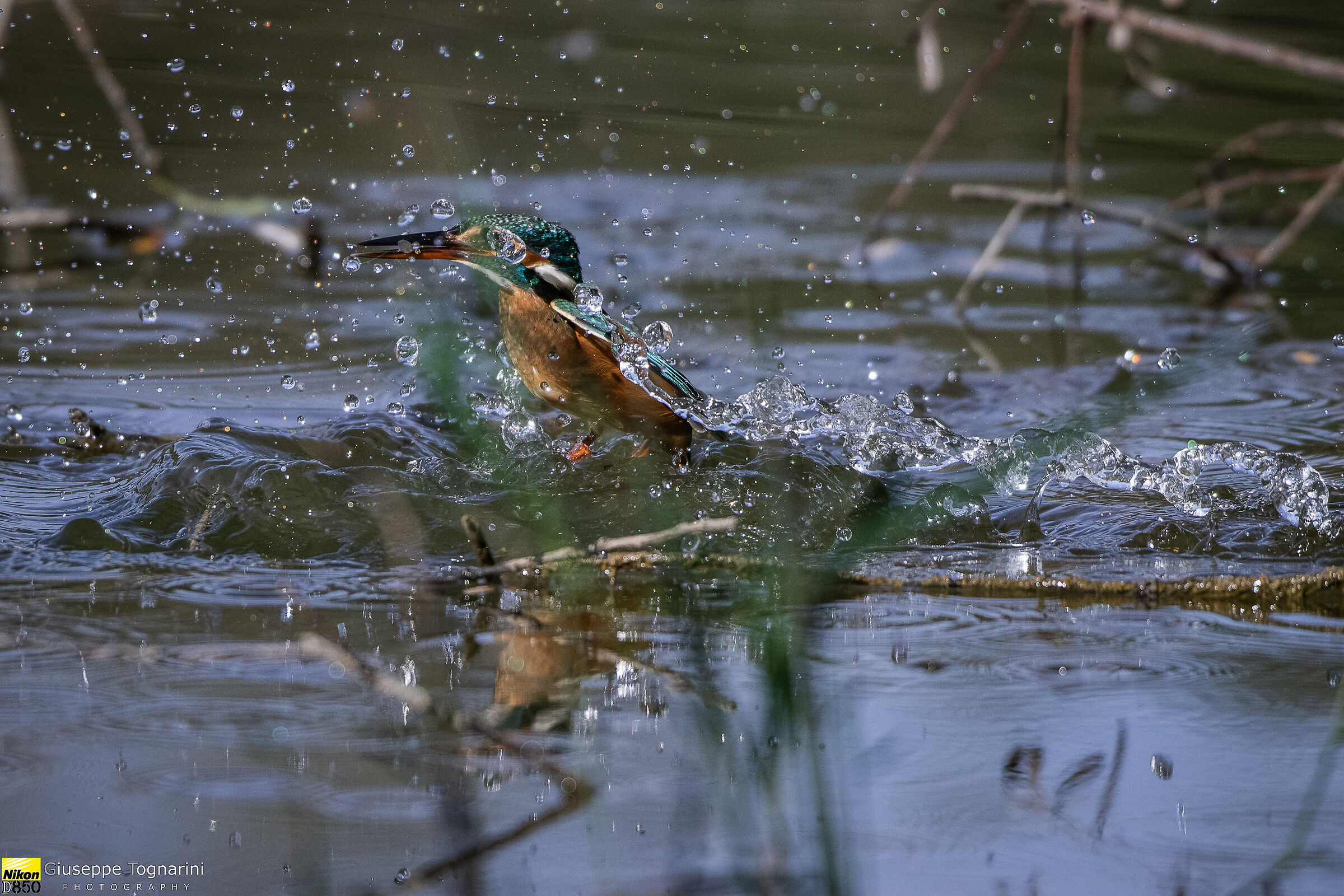 Martino in emersione...con preda