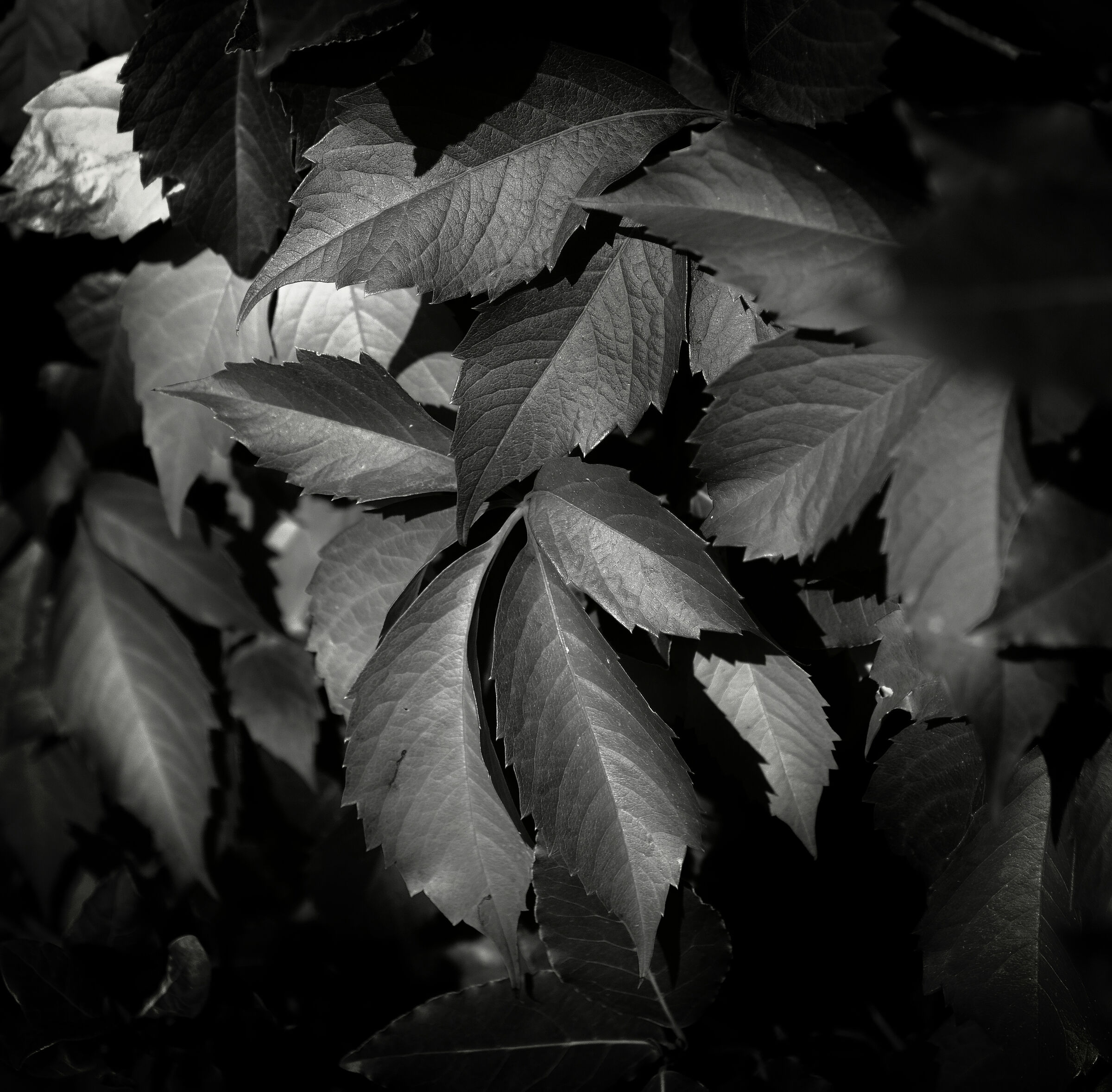 Laurel in color was red