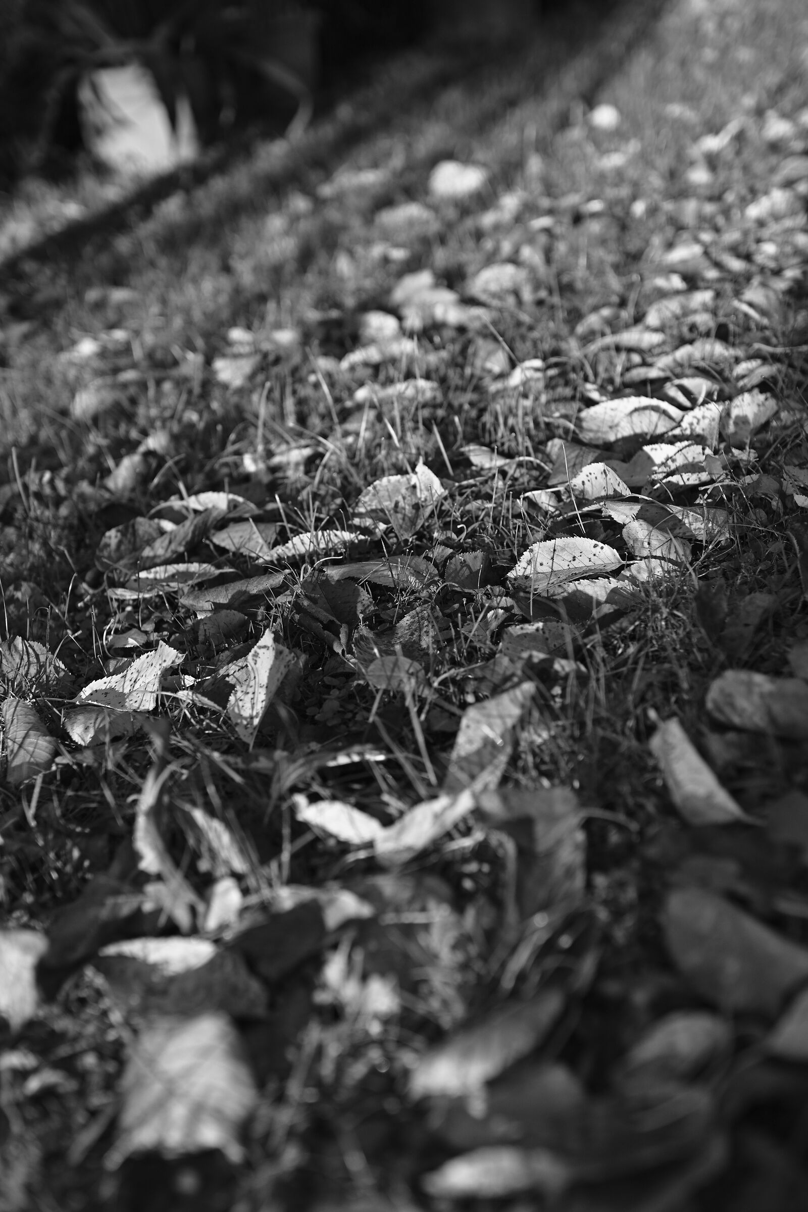 Una volta erano verdi