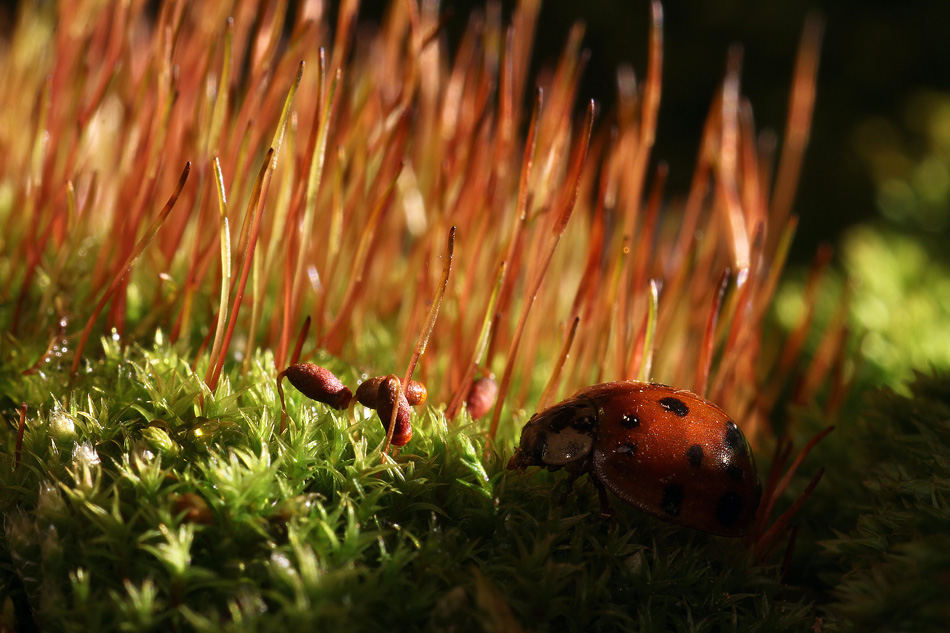 Good morning ladybug