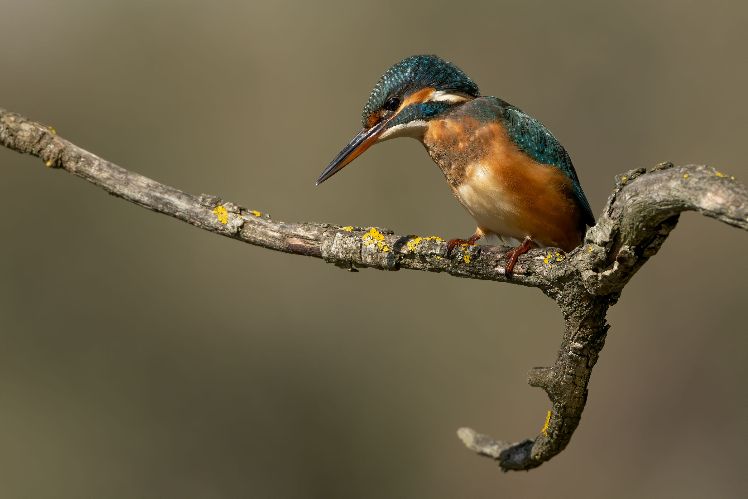 Martin Pescatore autunnale