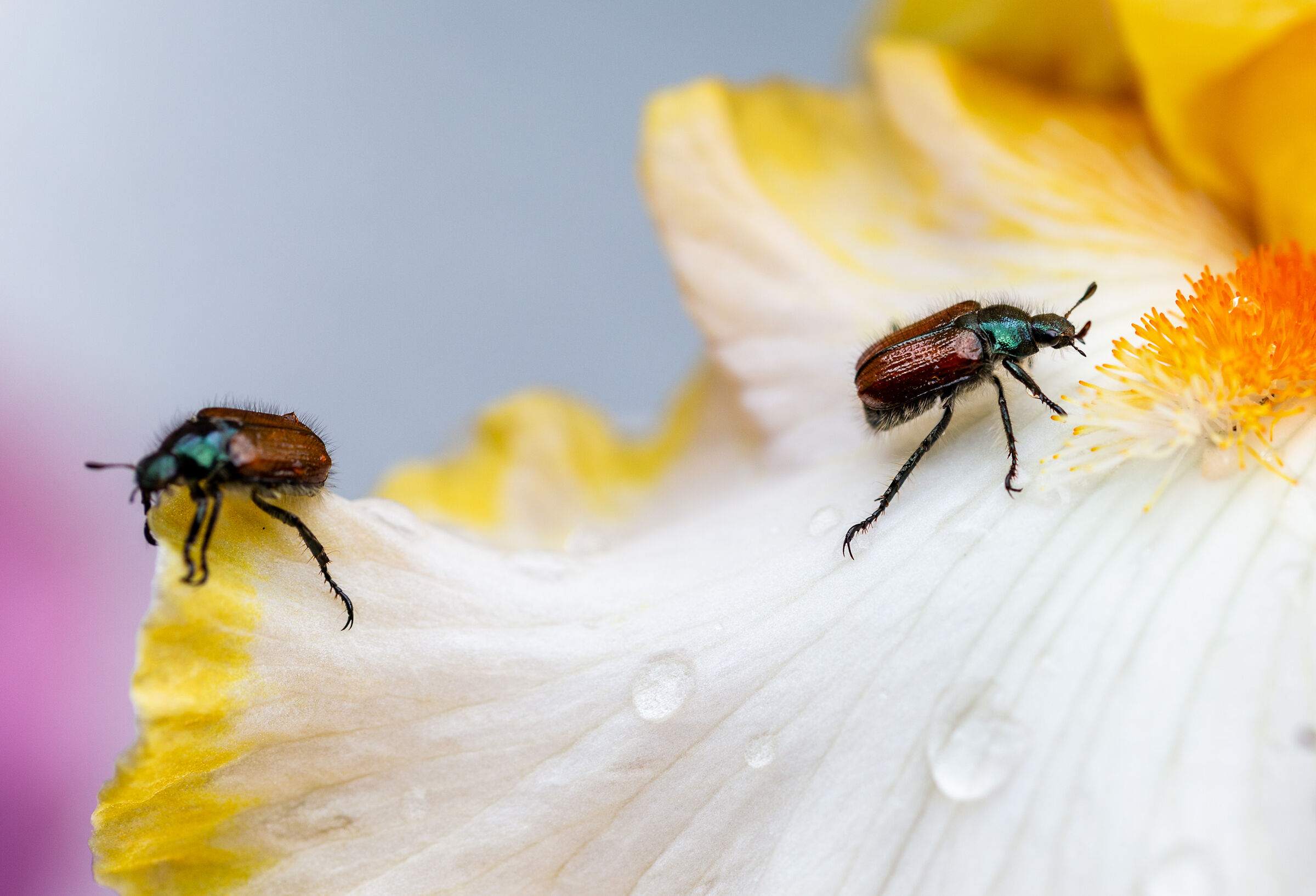 Popilia Japonica su iris