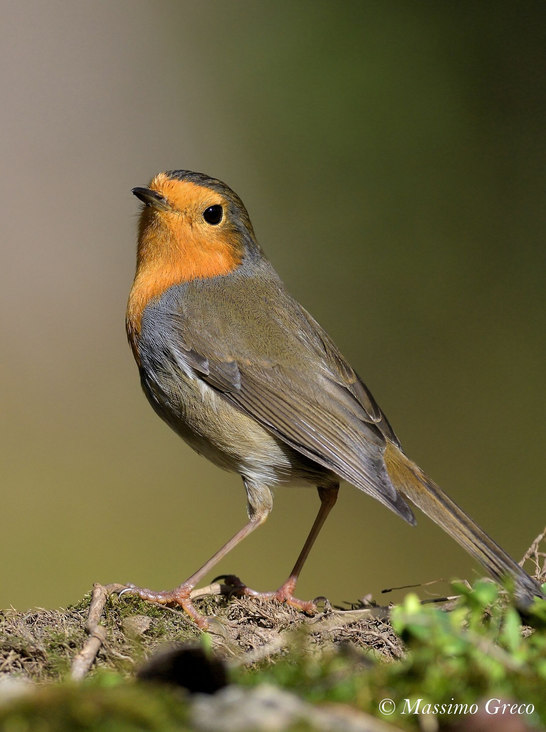 Pettirosso (Erithacus rubecula)