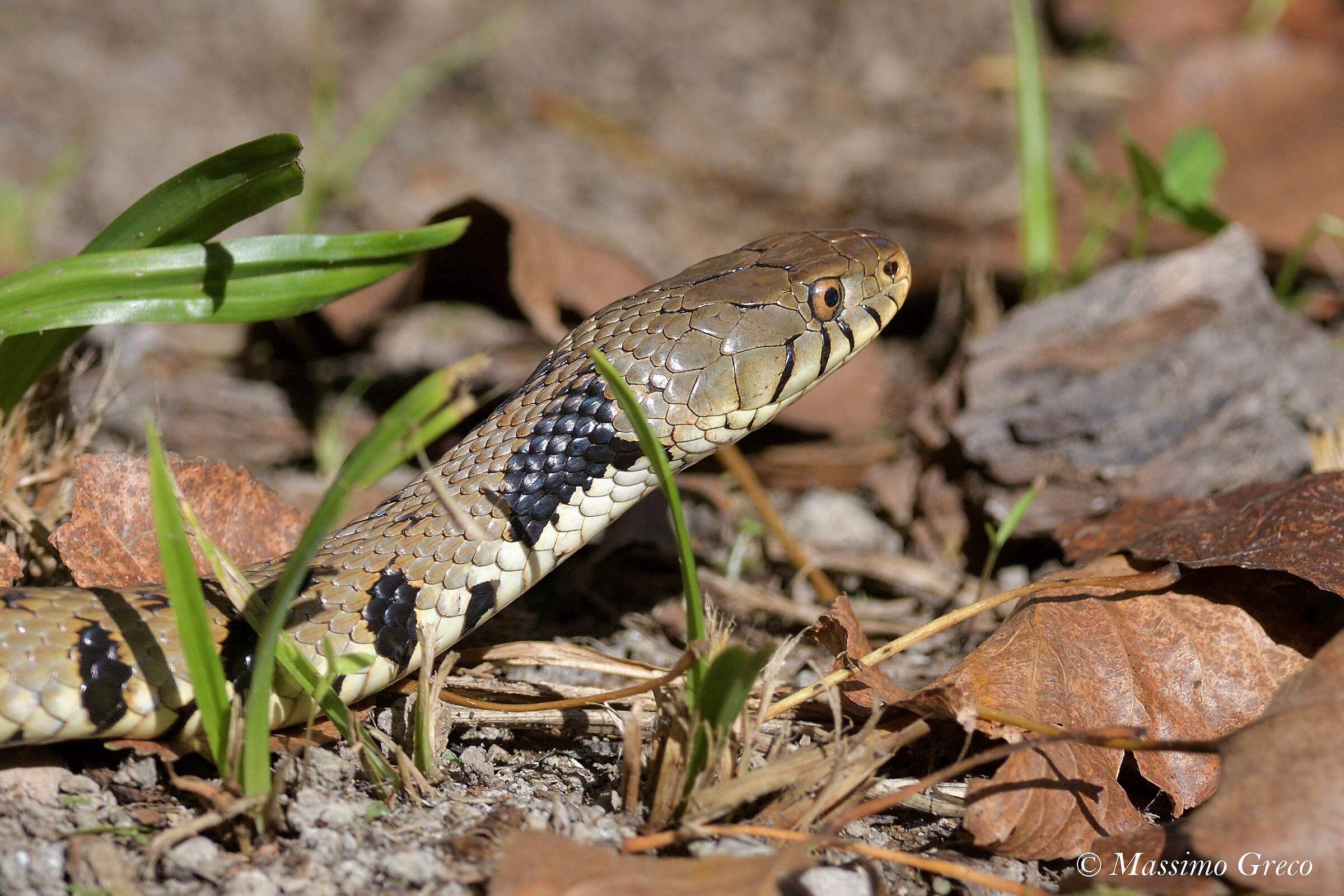 Collar Natrix (Natrix natrix)