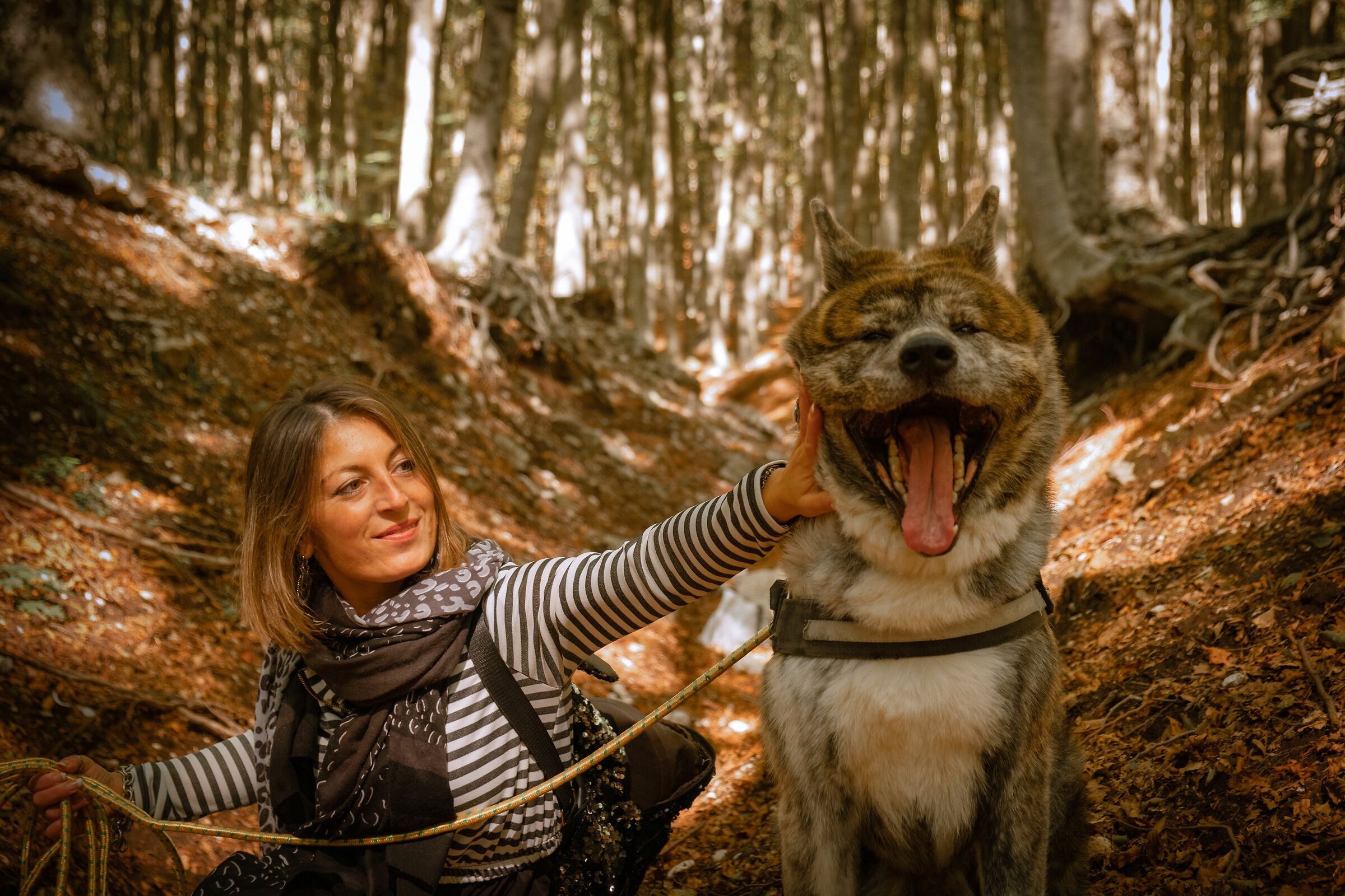 Anche i lupi sbadigliano