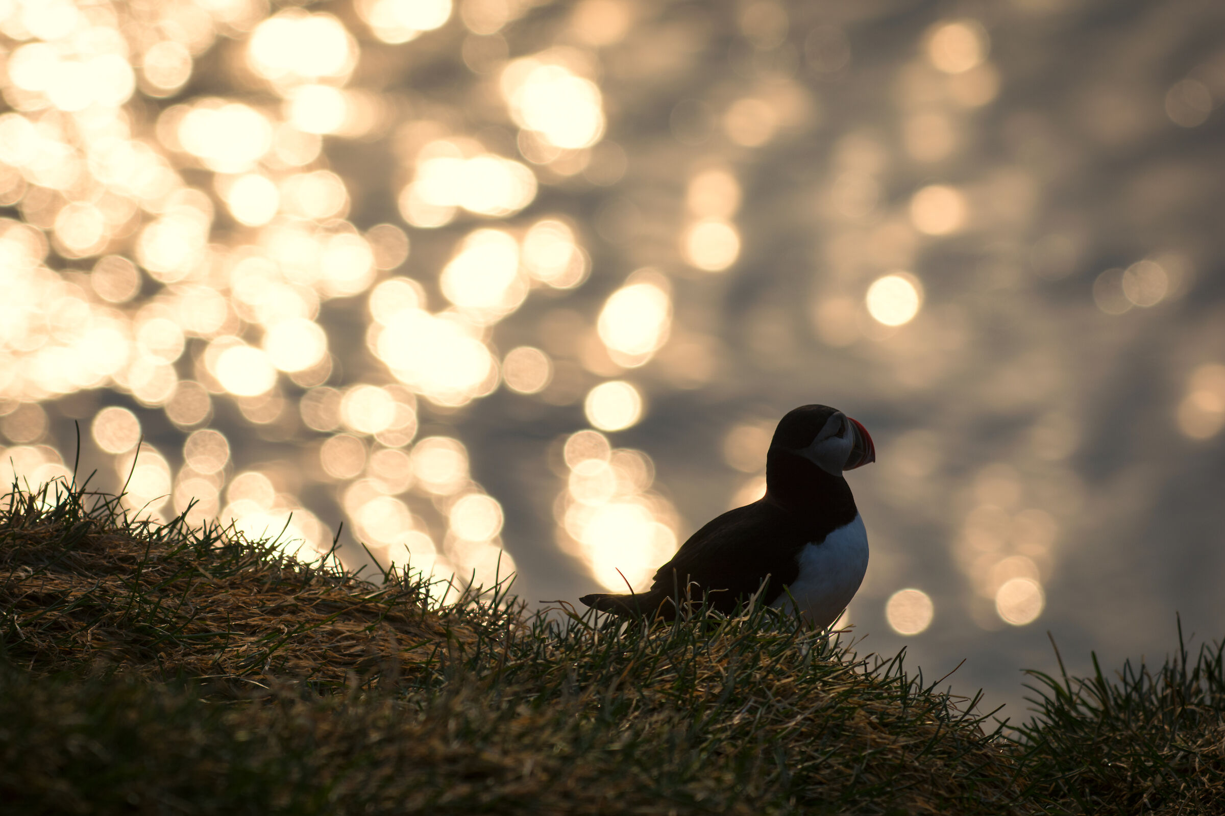 Puffin in Borgarfjar-arhafn - 3