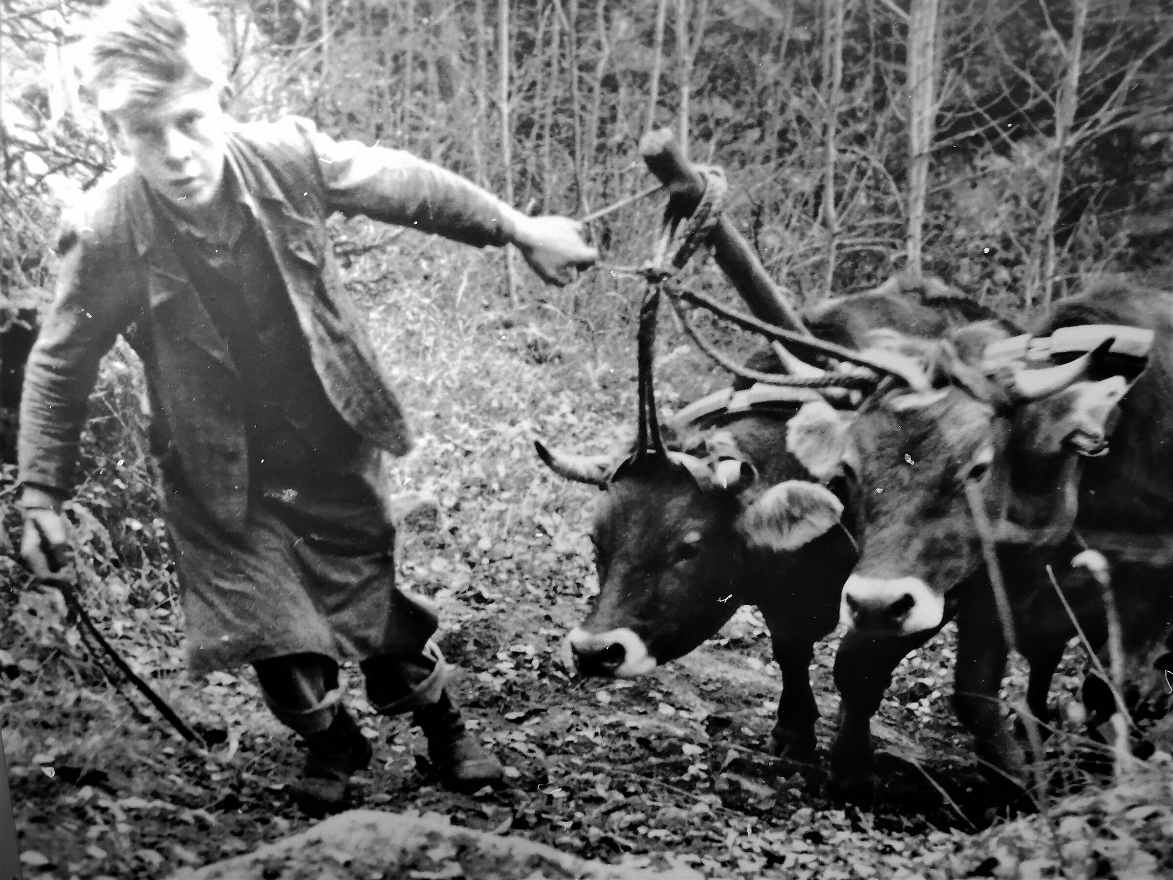 Rogue nostralgia - 12 -