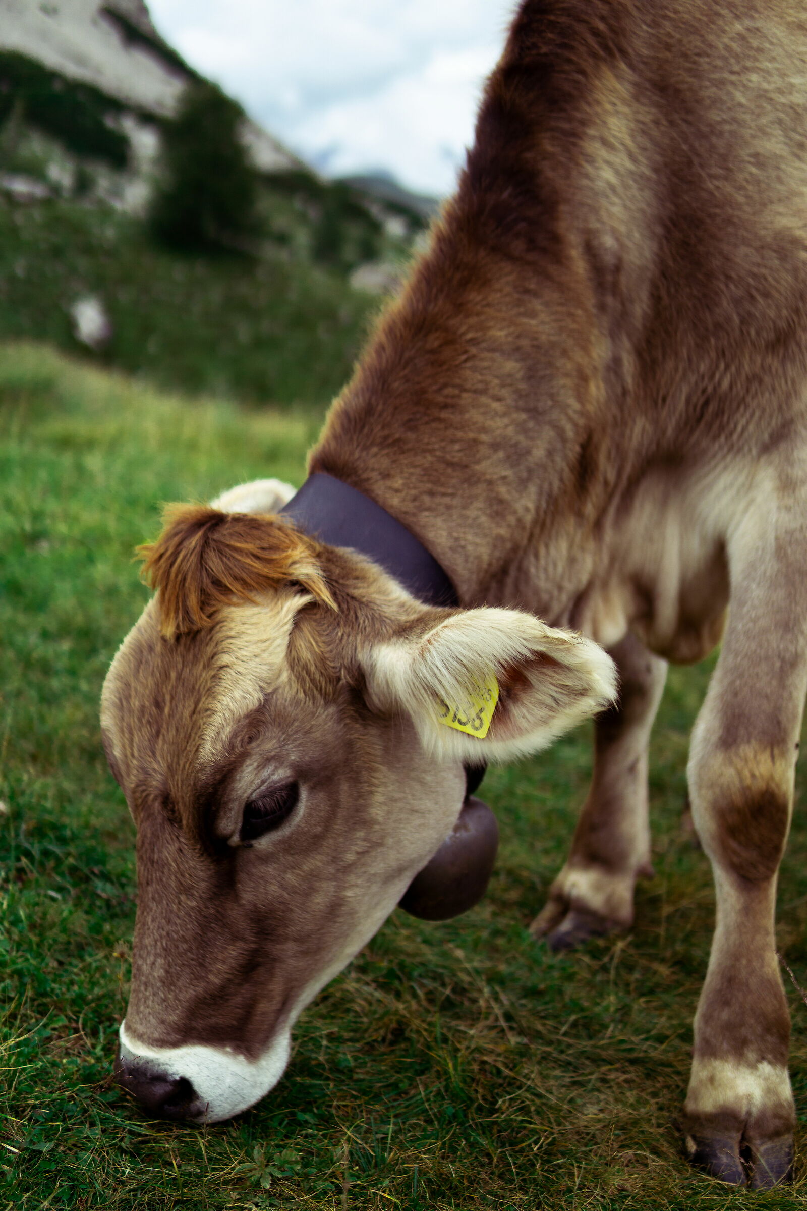 Mucchina in trentino