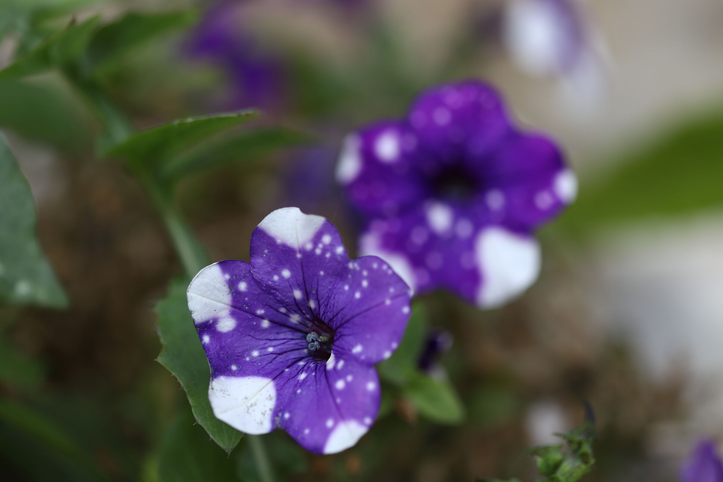 Hidden among the leaves