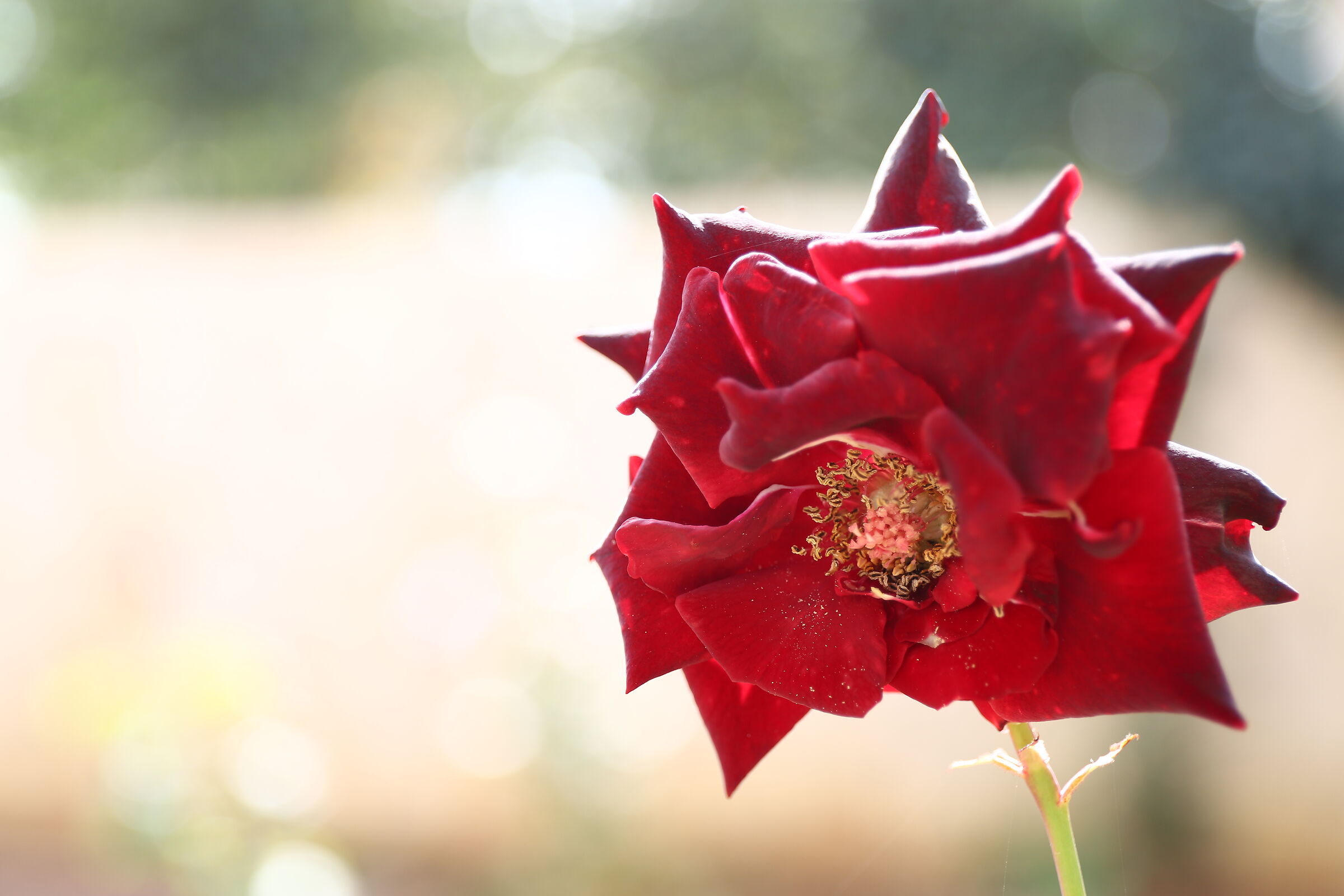 The transience of existence