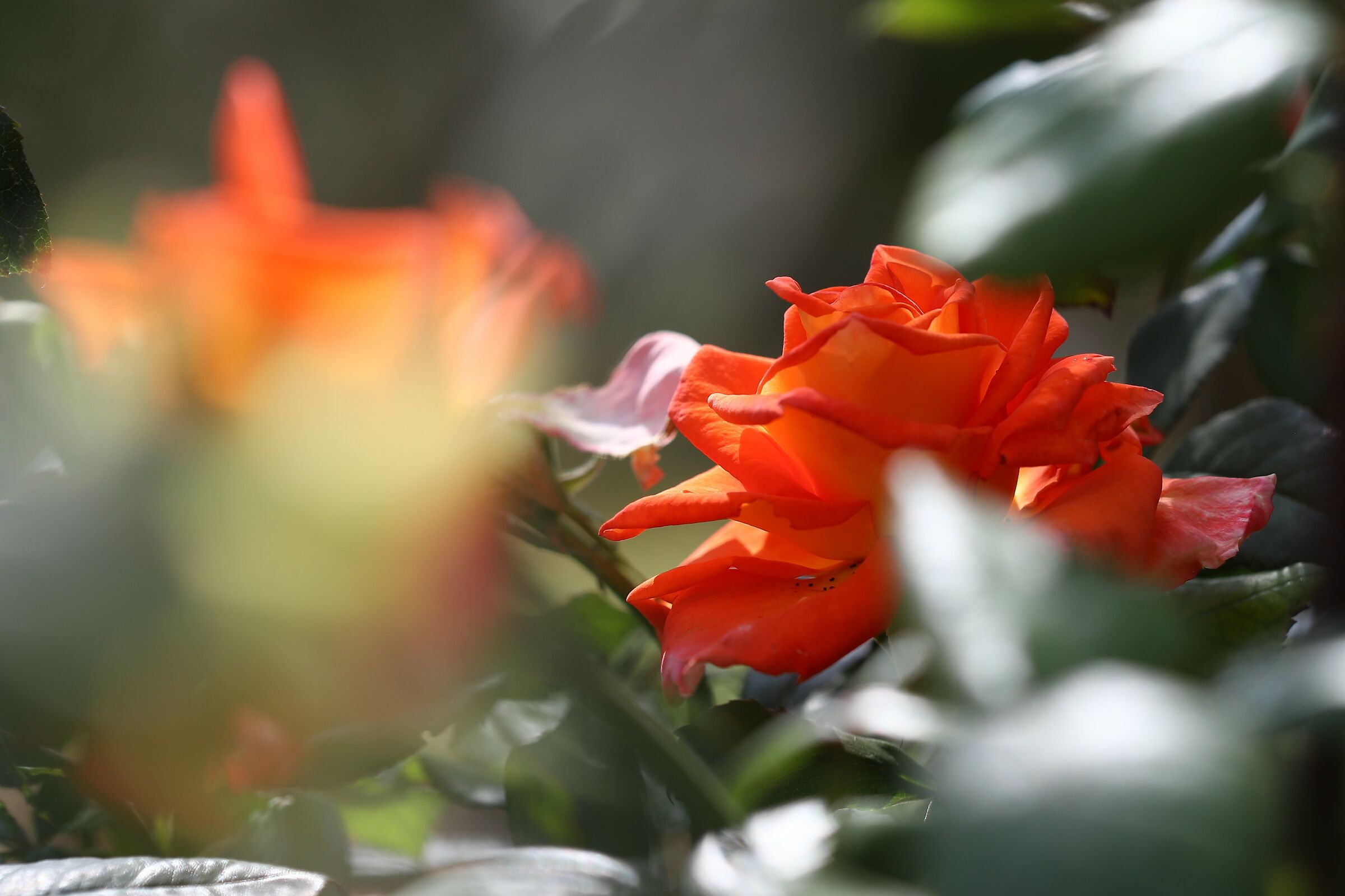 Hidden among the leaves