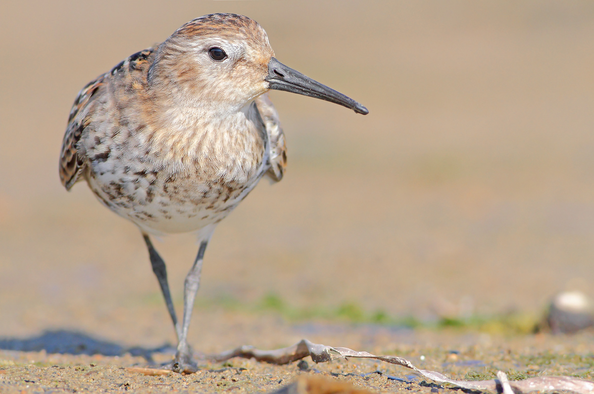 Black-bellied raincoat