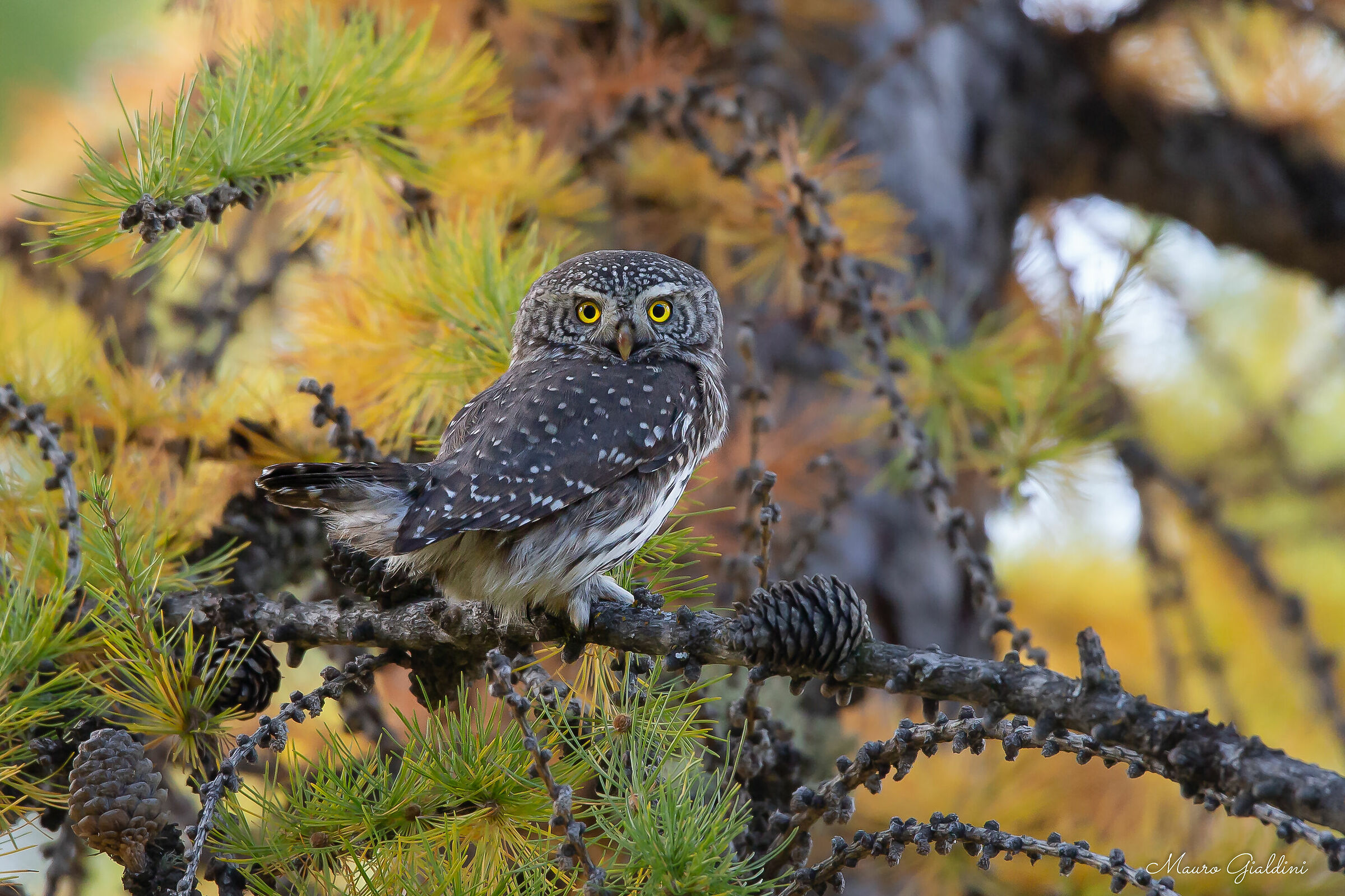 The Dwarf Owl