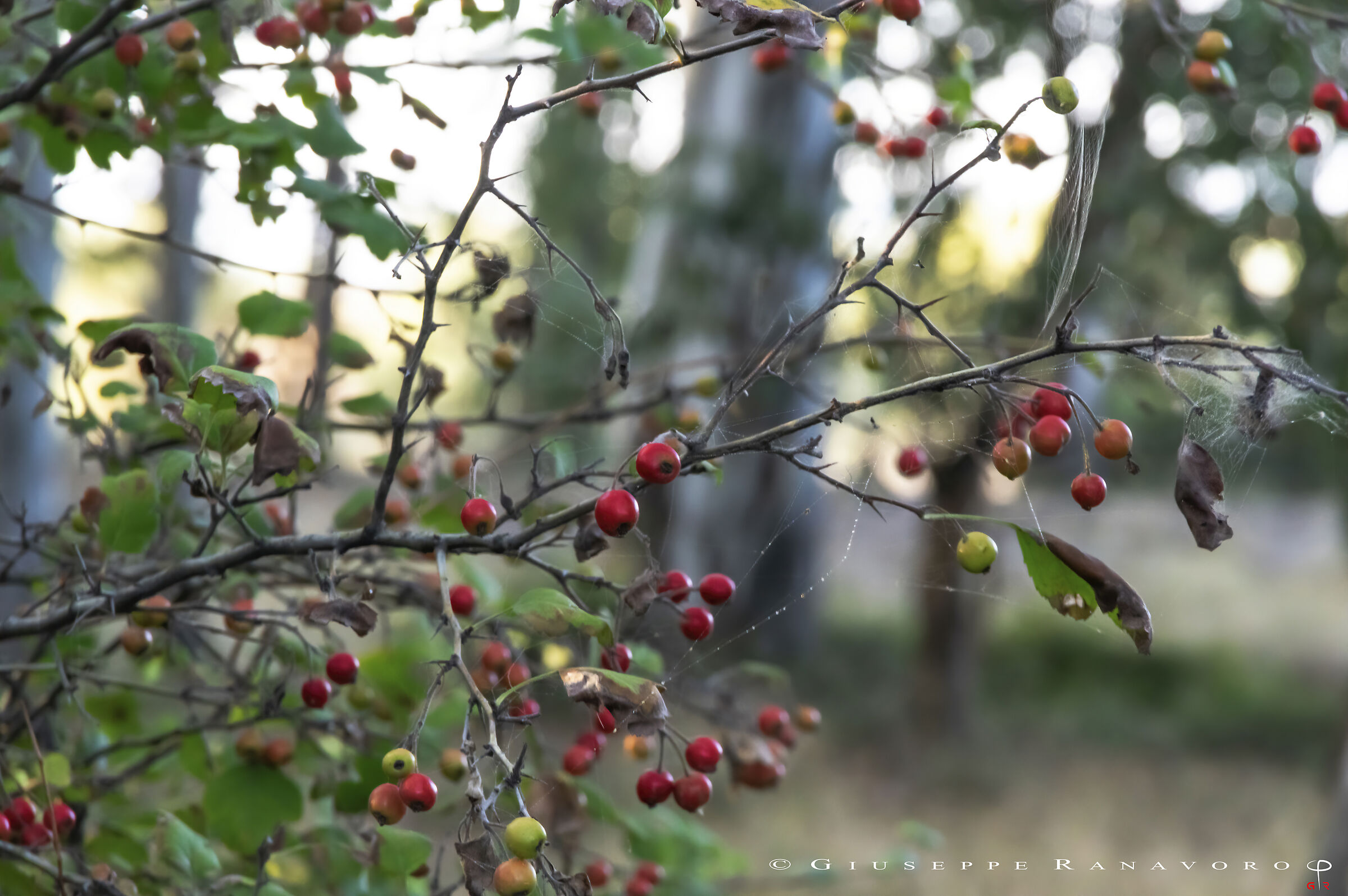 Untitled Photo
