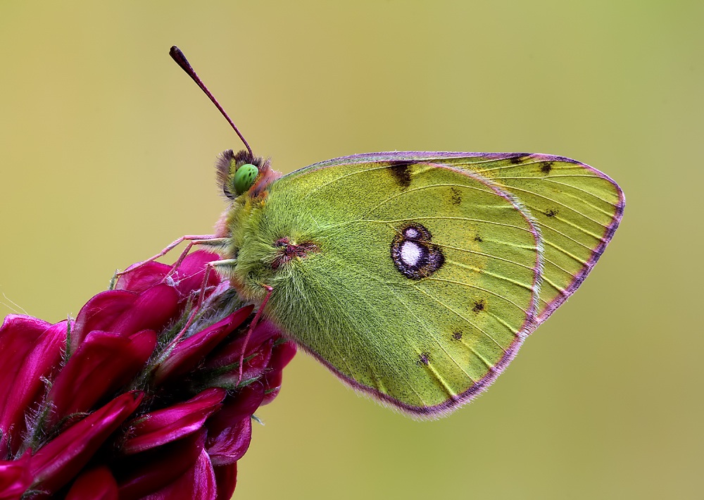 Colias Crocea