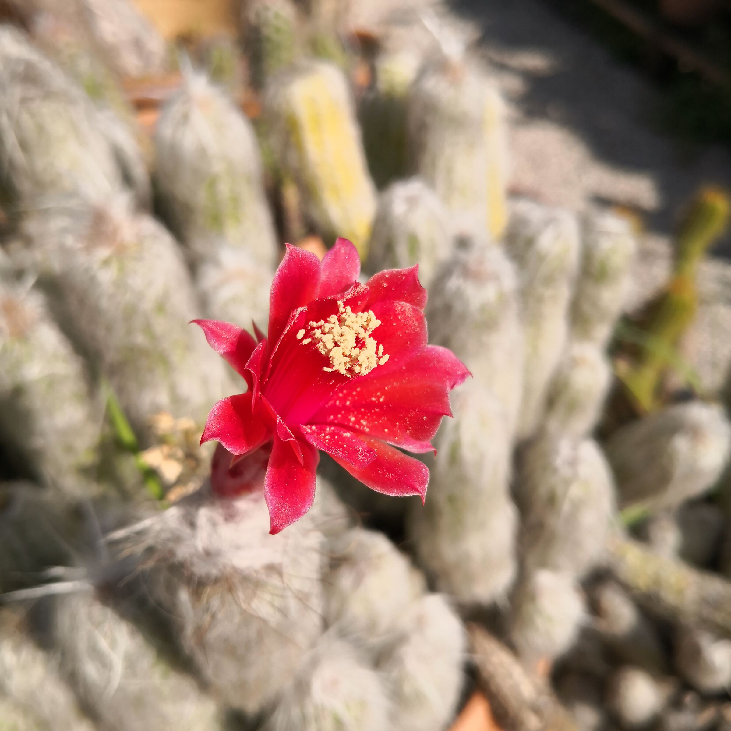Palermo Botanical Garden