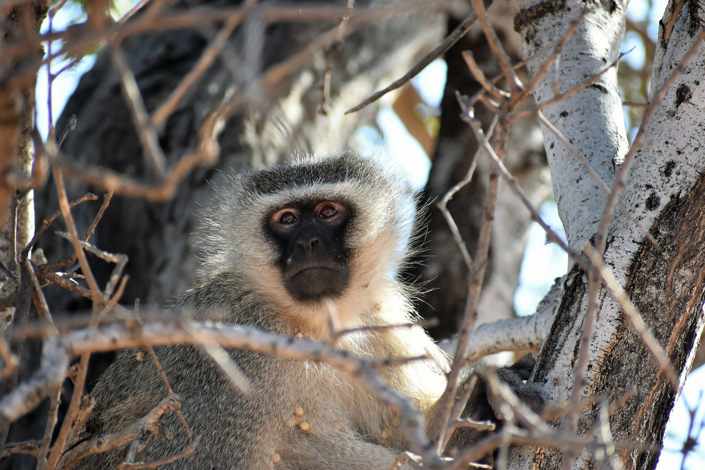 Vervet Monnet (Chlorocebus pygerythrus)