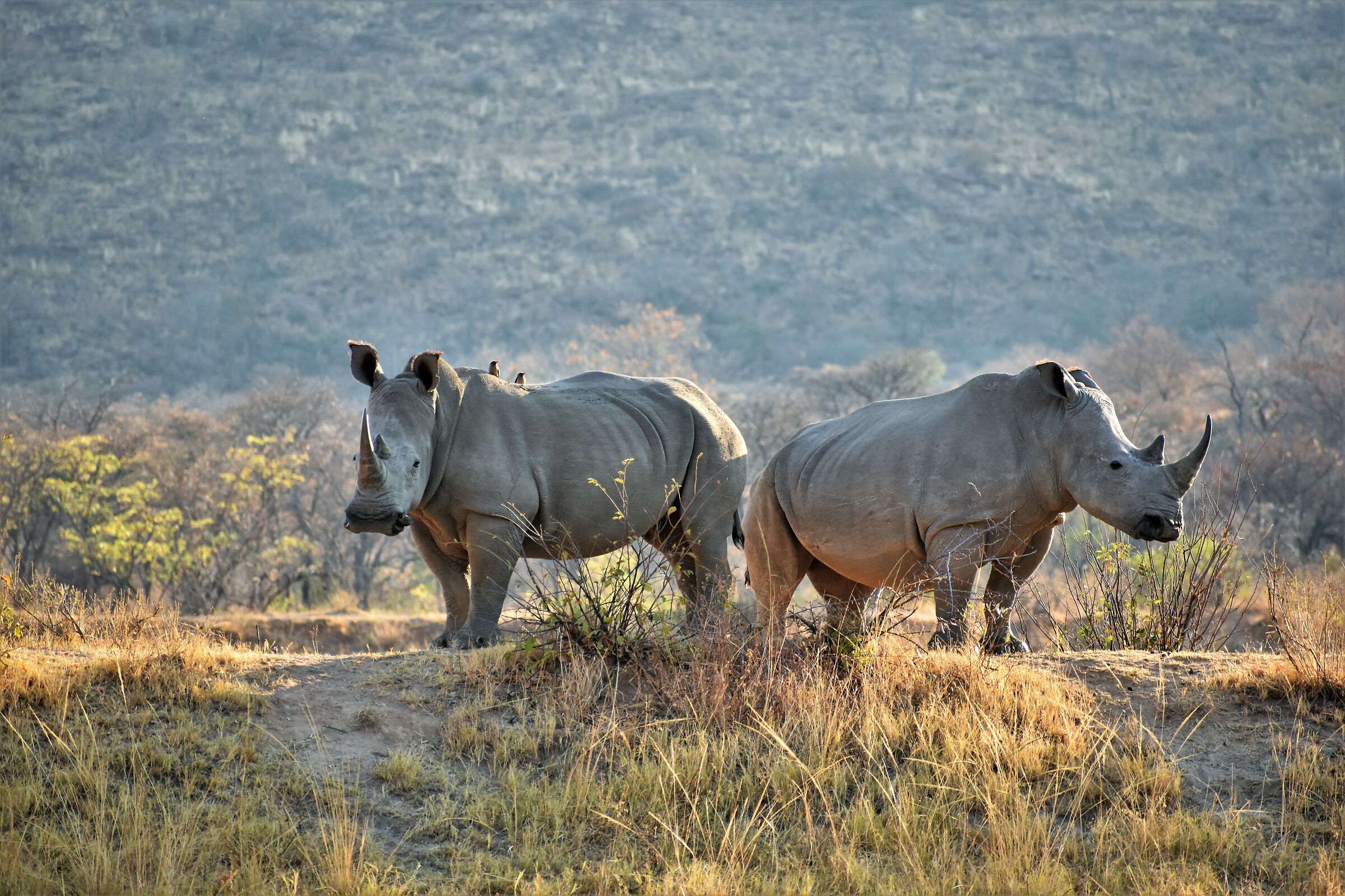 Due carri armati all'orizzonte
