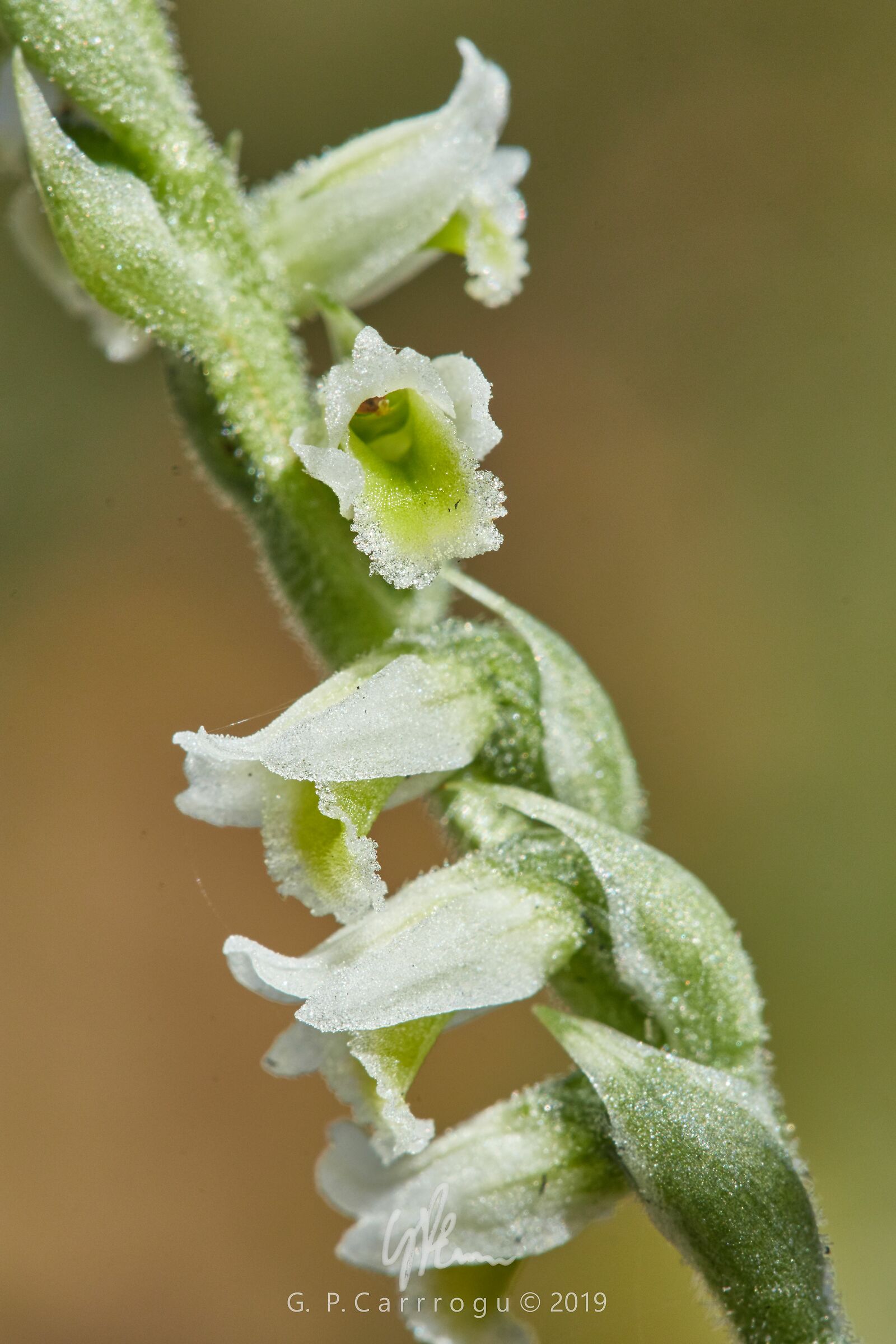 Spirante Spiralis, South Sardinia, October 2019
