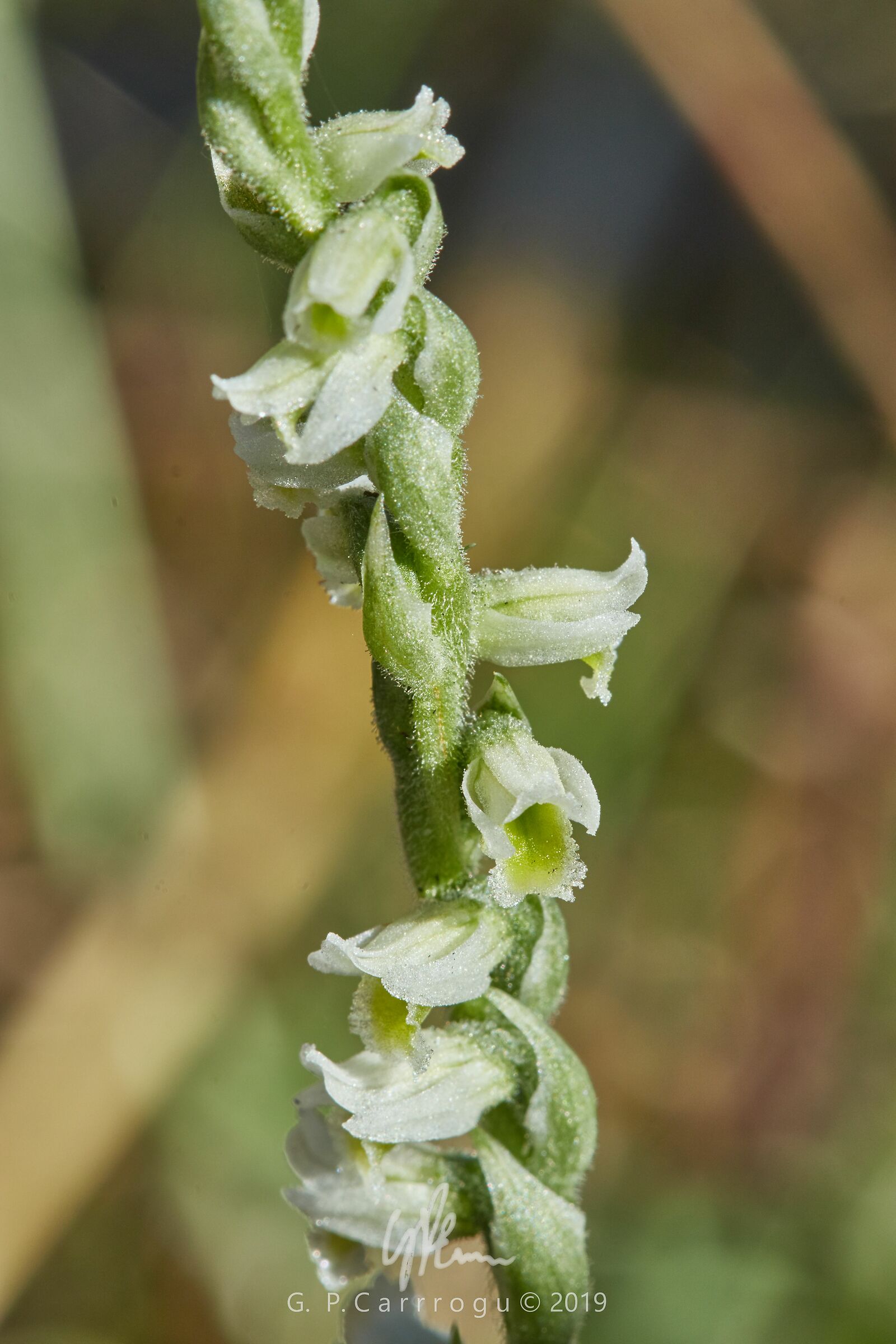 Spirante Spiralis, South Sardinia, October 2019