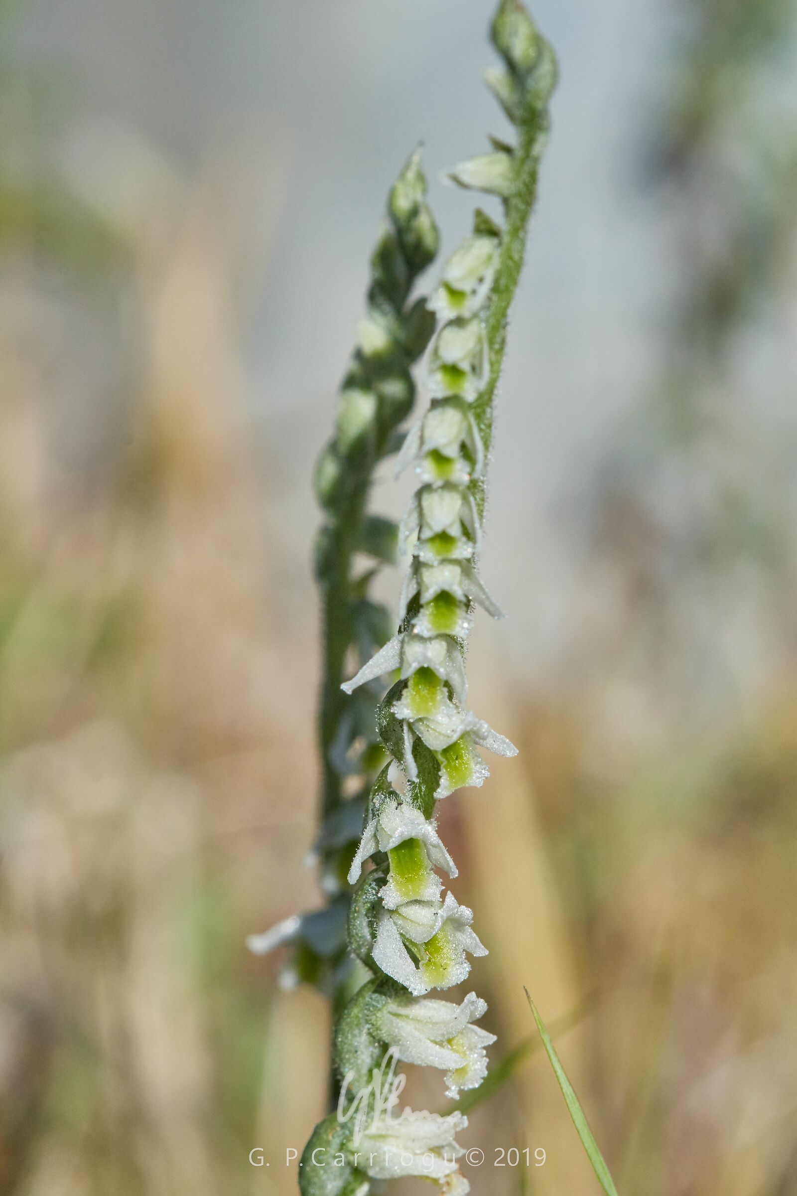 Spirante Spiralis, South Sardinia, October 2019
