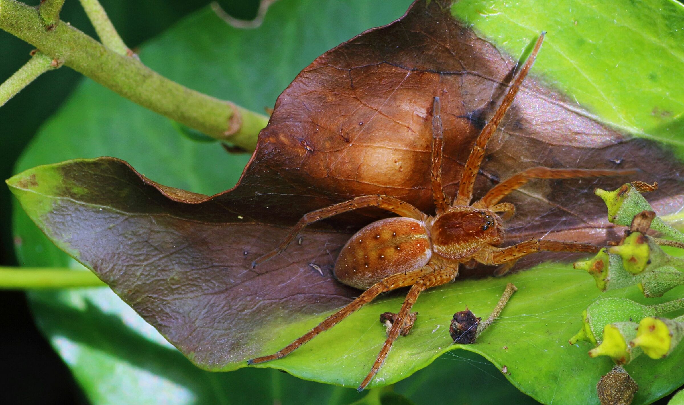 Ragno pescatore - Dolomedes plantarius