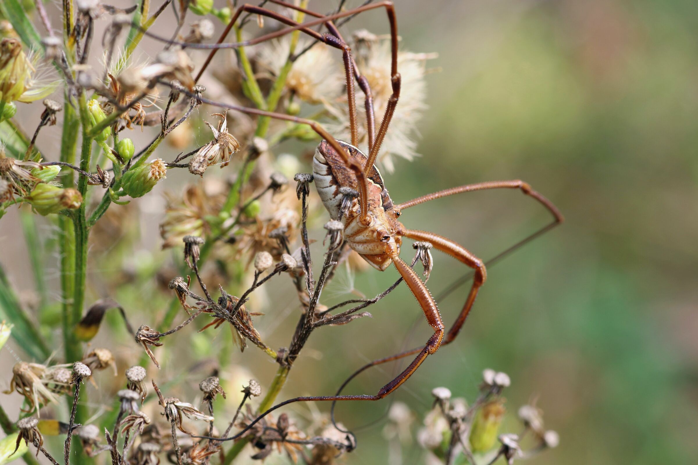 Opiliones, falso ragno
