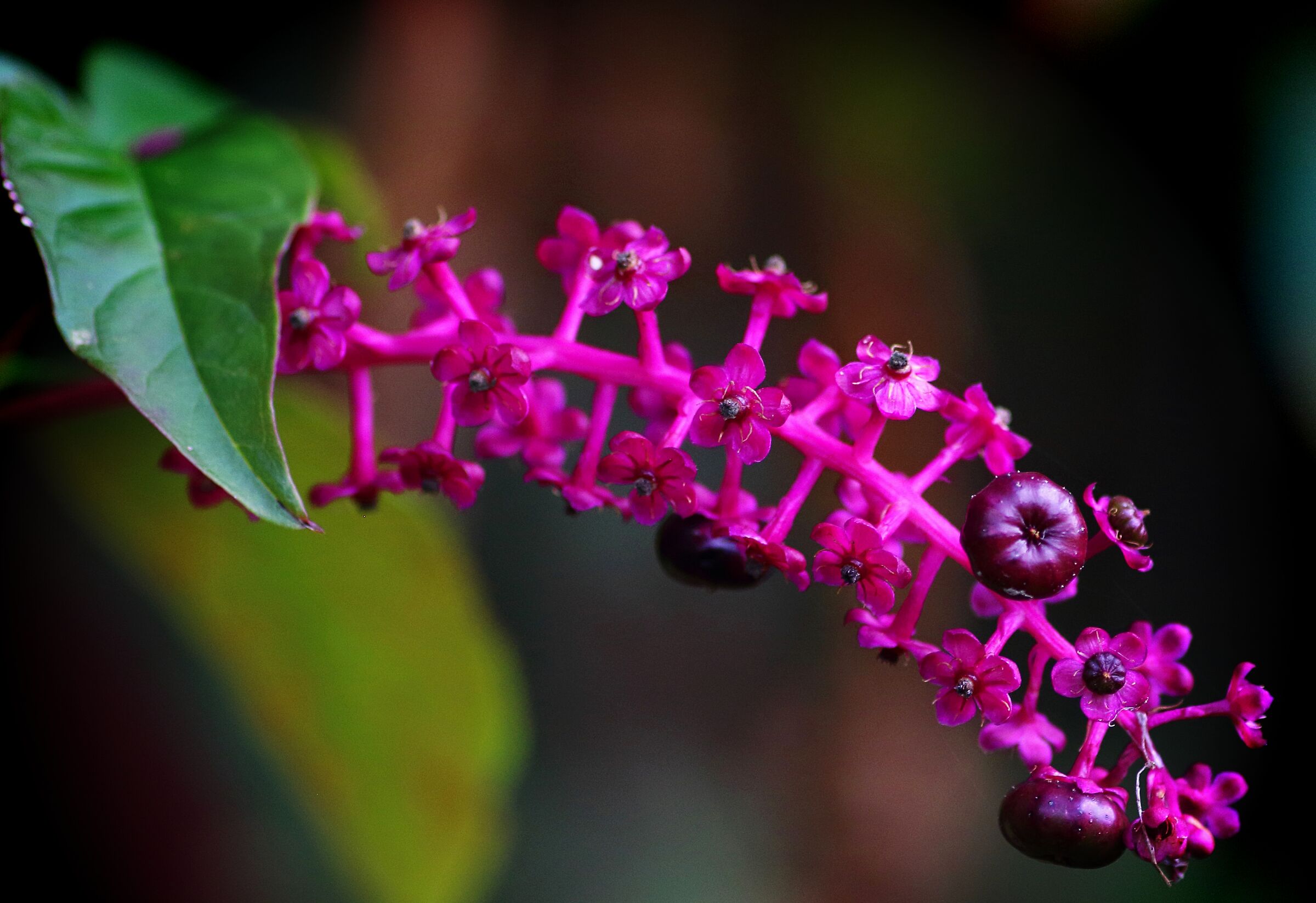 Phytolacca decandra, Uva turca