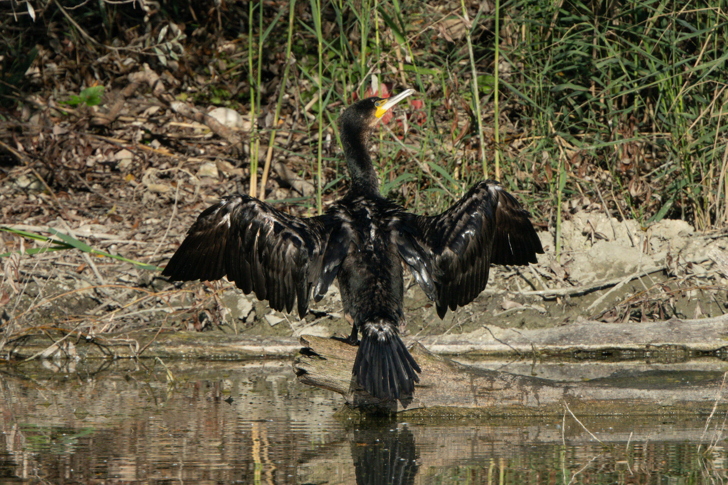 Cormorano so far away