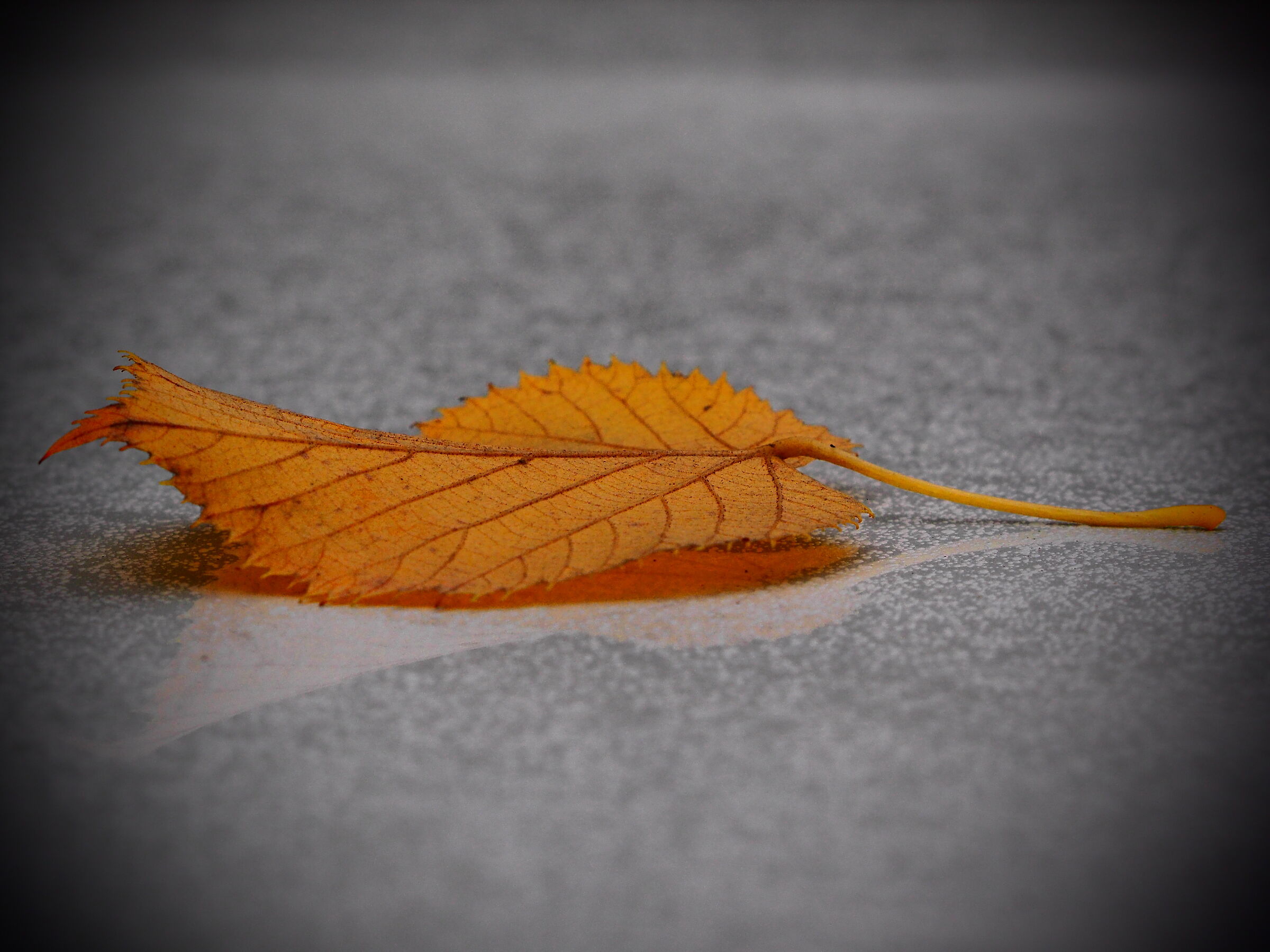 e' arrivato l'Autunno!!